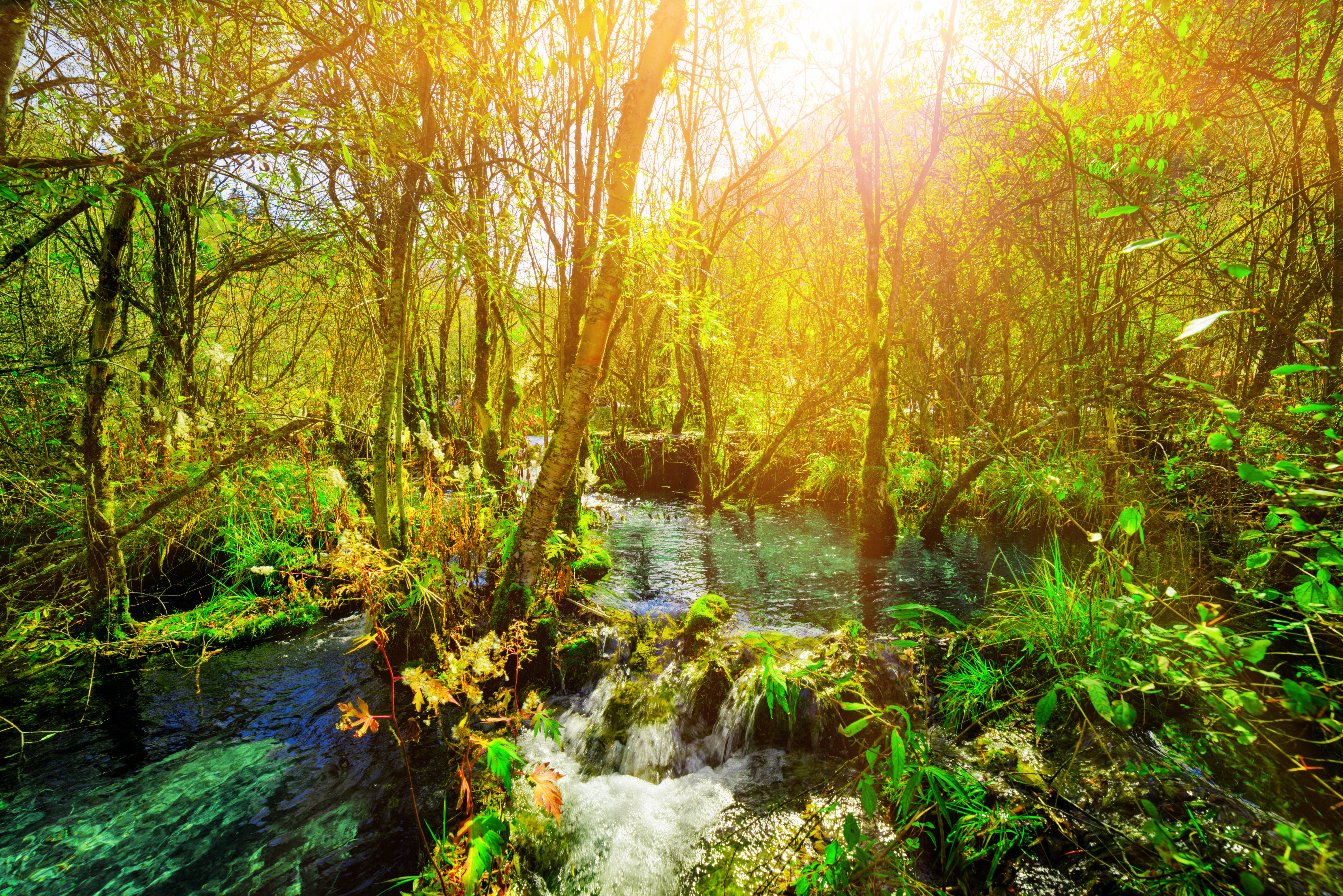 Jiuzhaigou Park China Stream Trees Branches HD Wallpaper