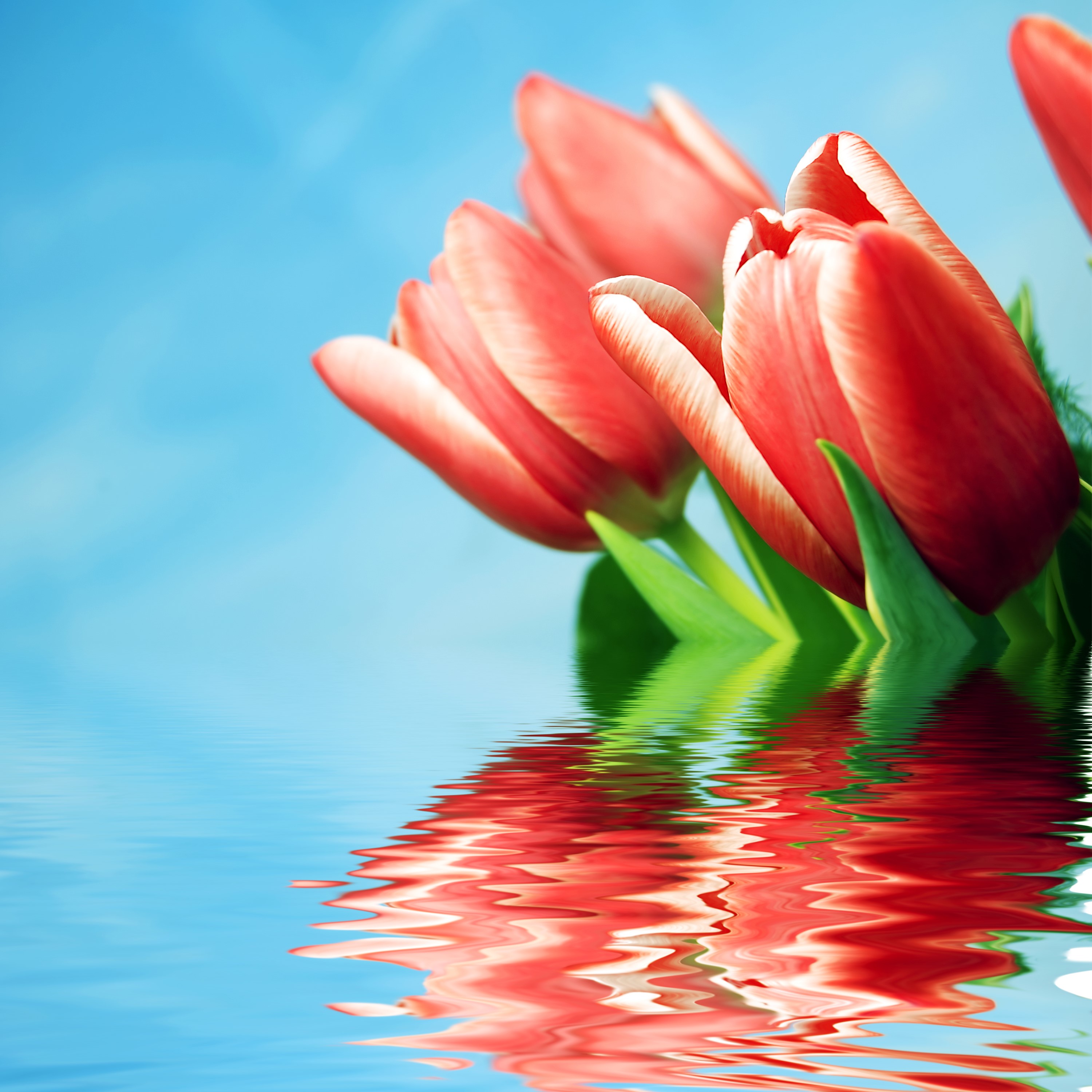 Red Tulips Reflected in Water HD Wallpaper