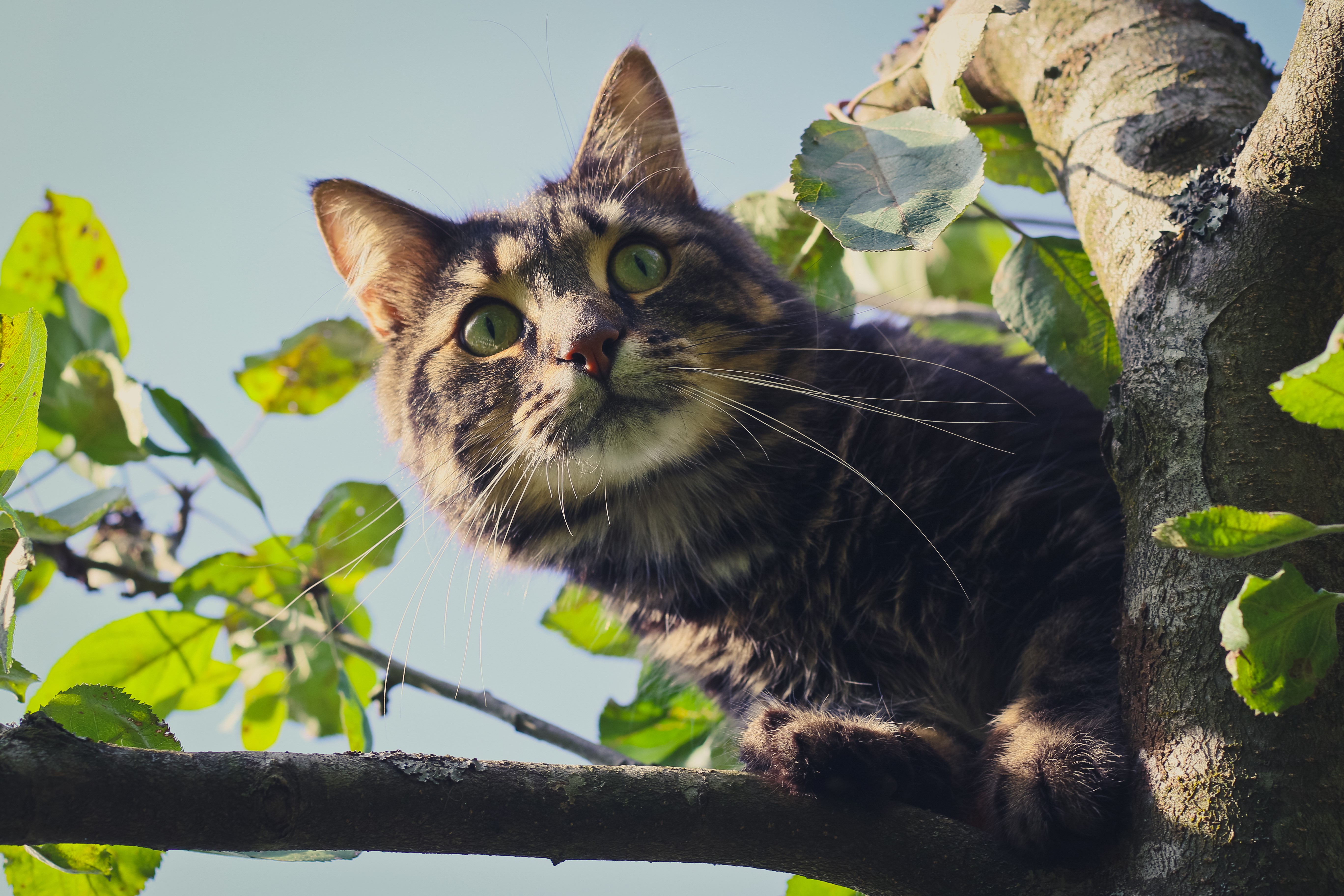 Tabby Cat on Tree Branches HD Wallpaper