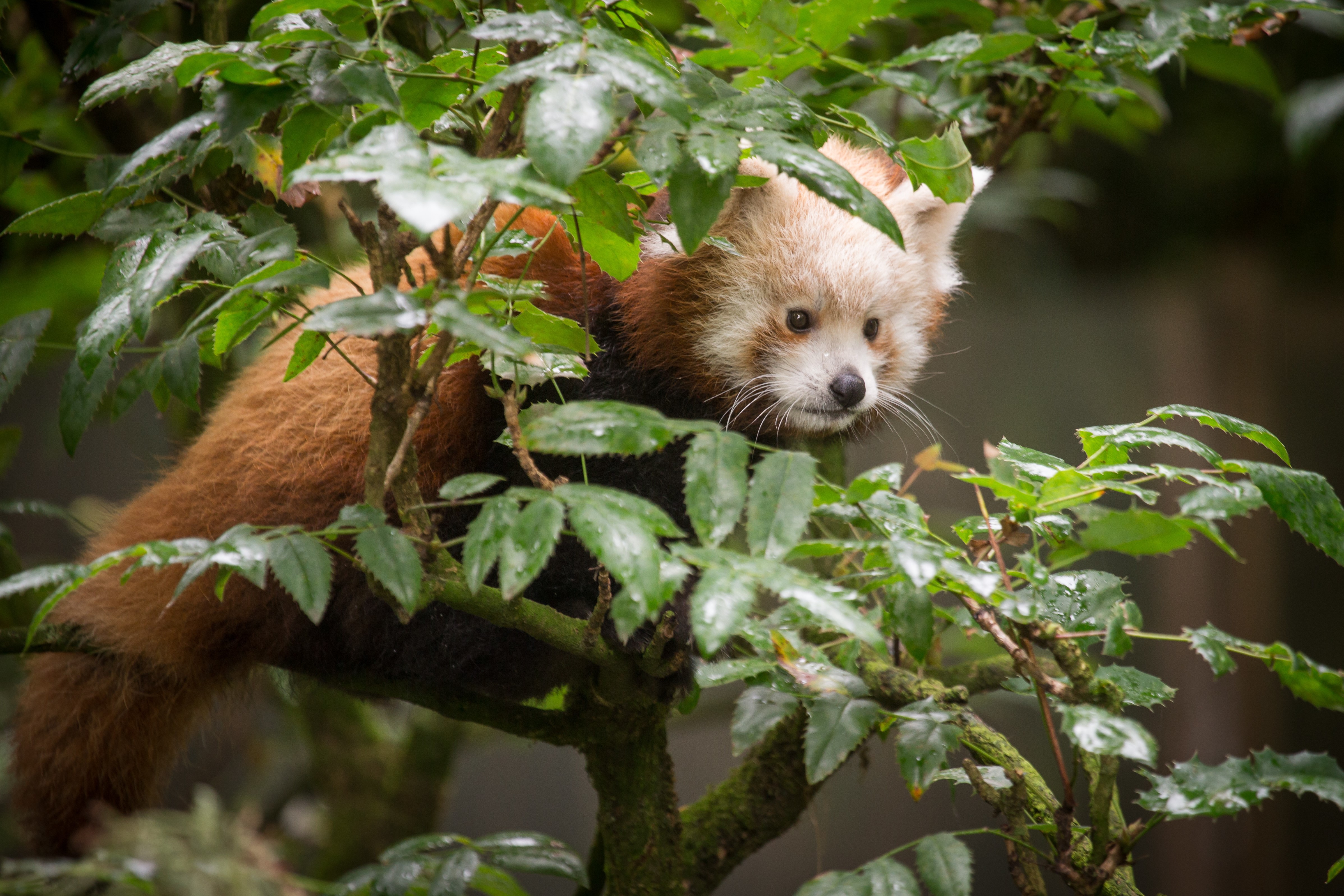 Red panda in green foliage HD Wallpaper