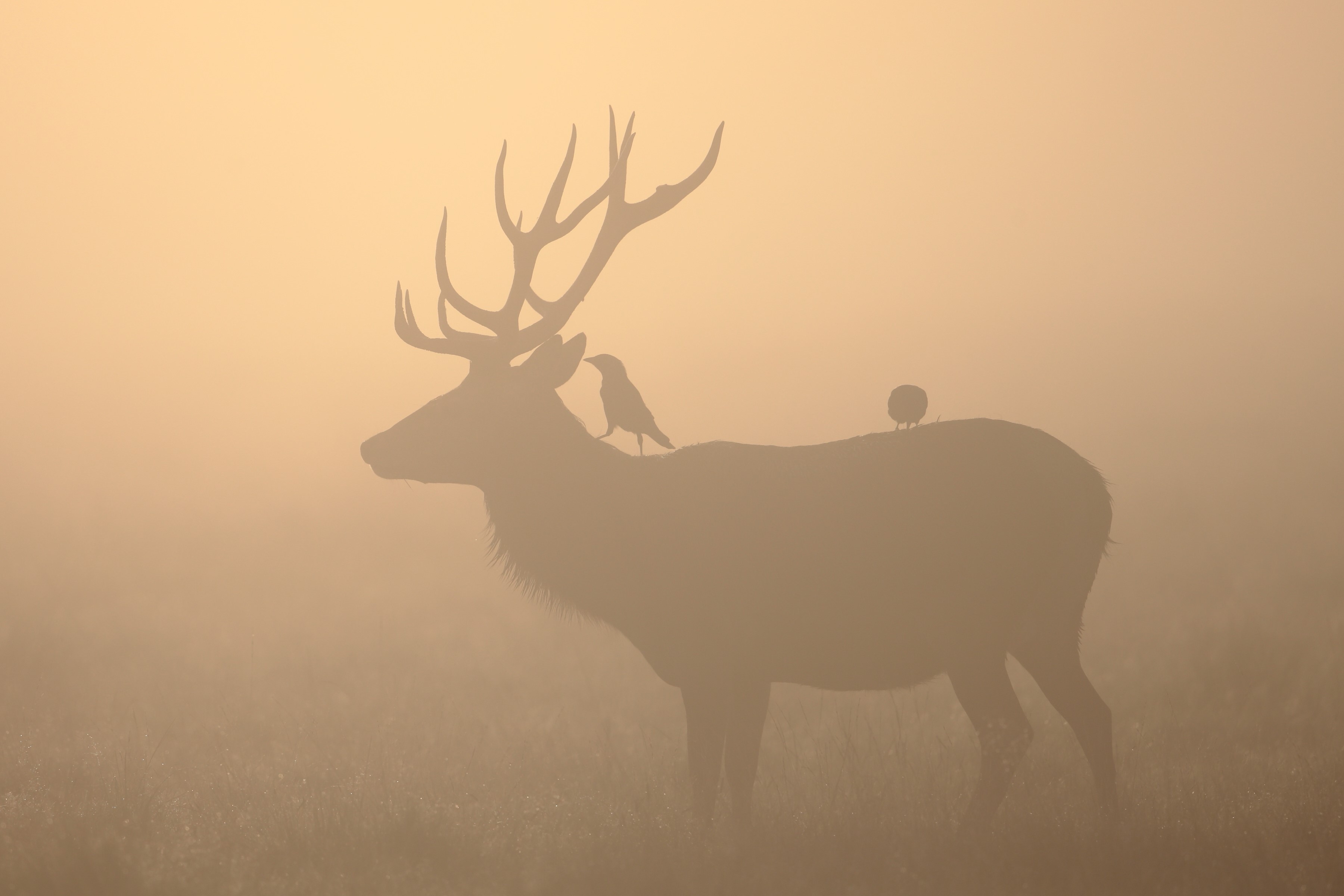 Deer with birds in foggy sunrise silhouette HD Wallpaper
