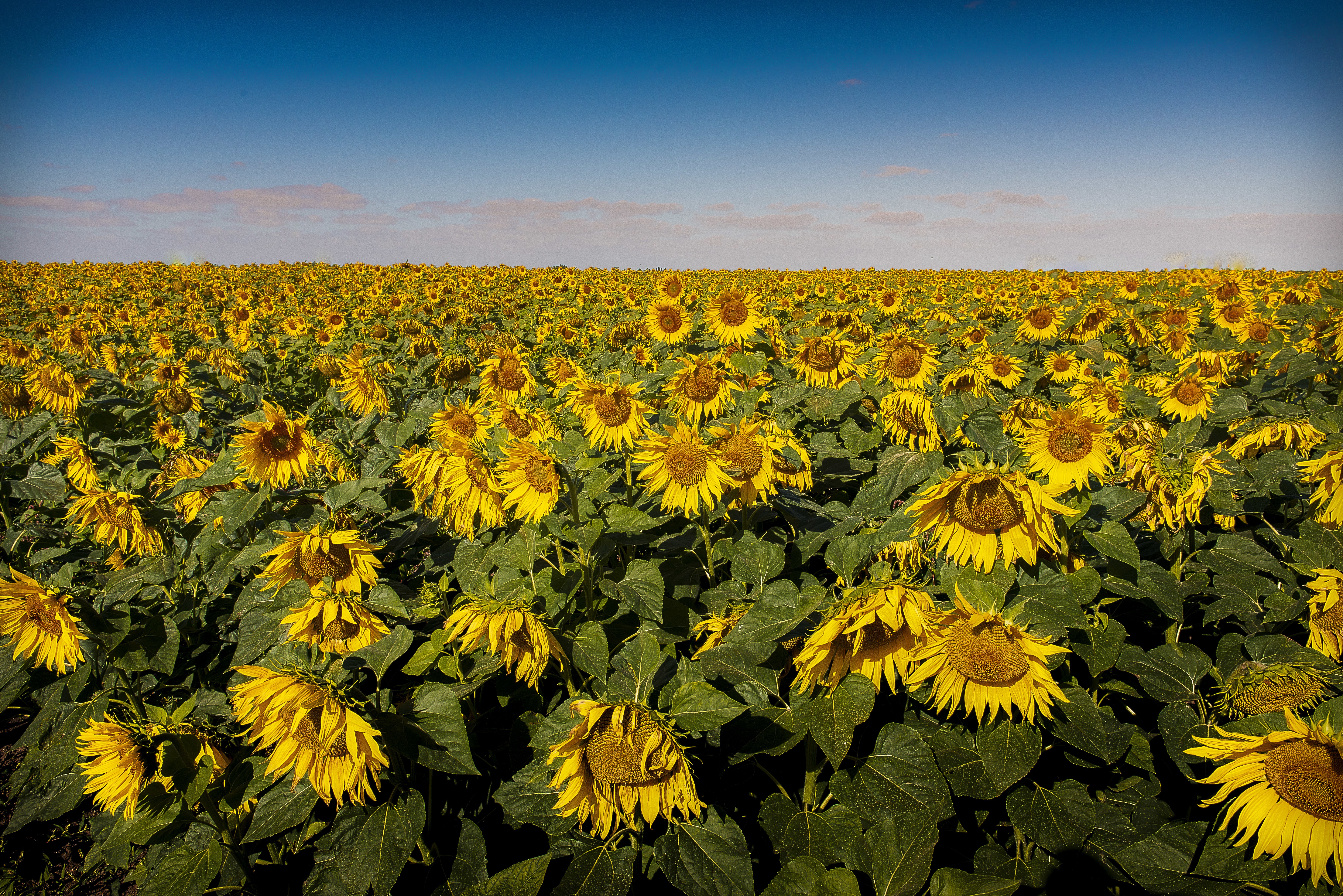 Field of Sunflowers on the Horizon HD Wallpaper