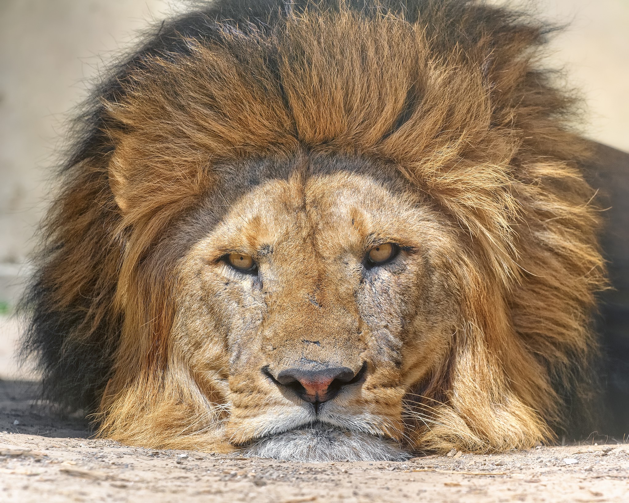 Close-up of a lion's face with a mane HD Wallpaper