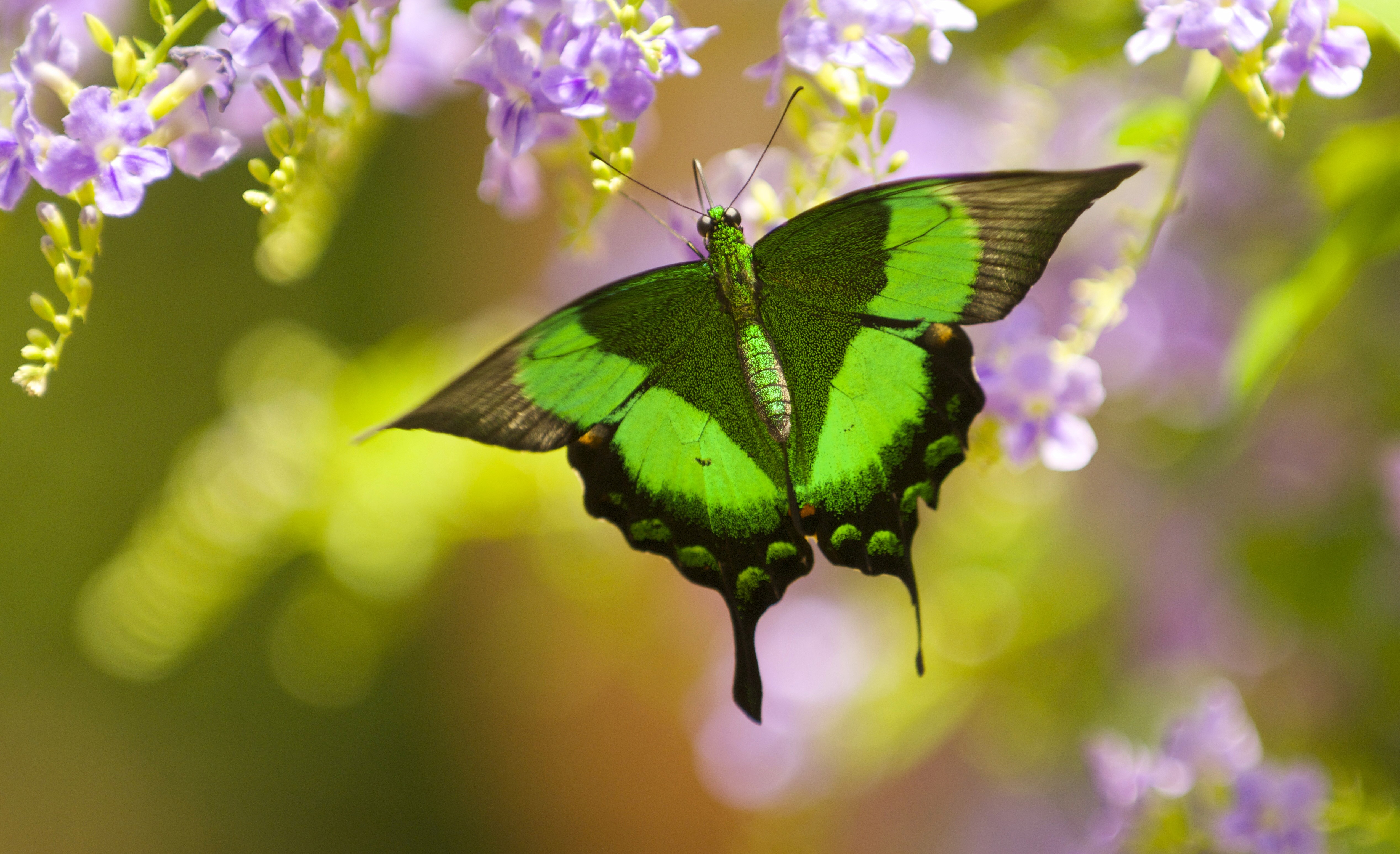 Emerald Swallowtail Butterfly (Papilio palinurus) on Purple Flowers HD Wallpaper