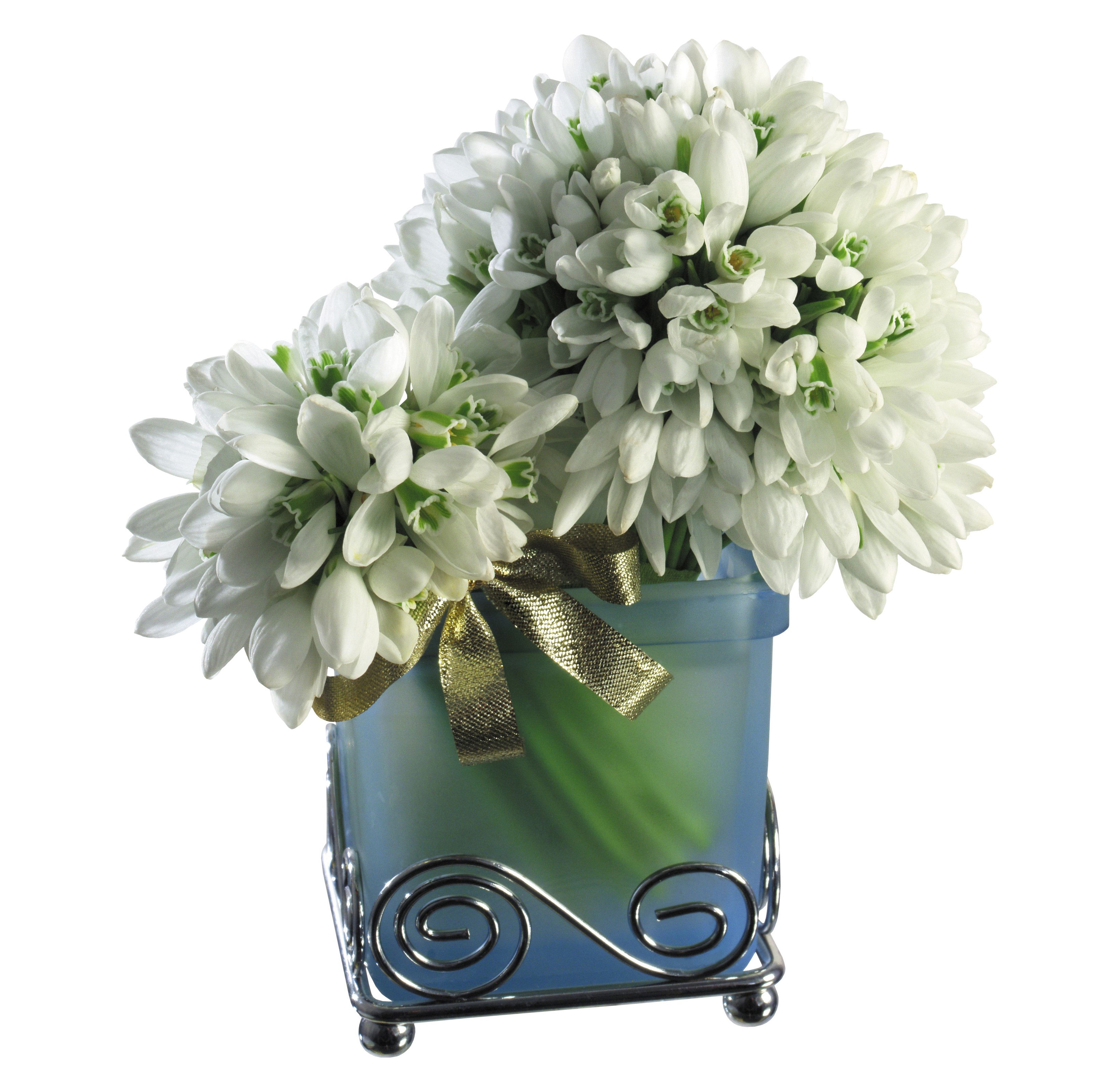 Bouquet of white snowdrops in a blue vase HD Wallpaper