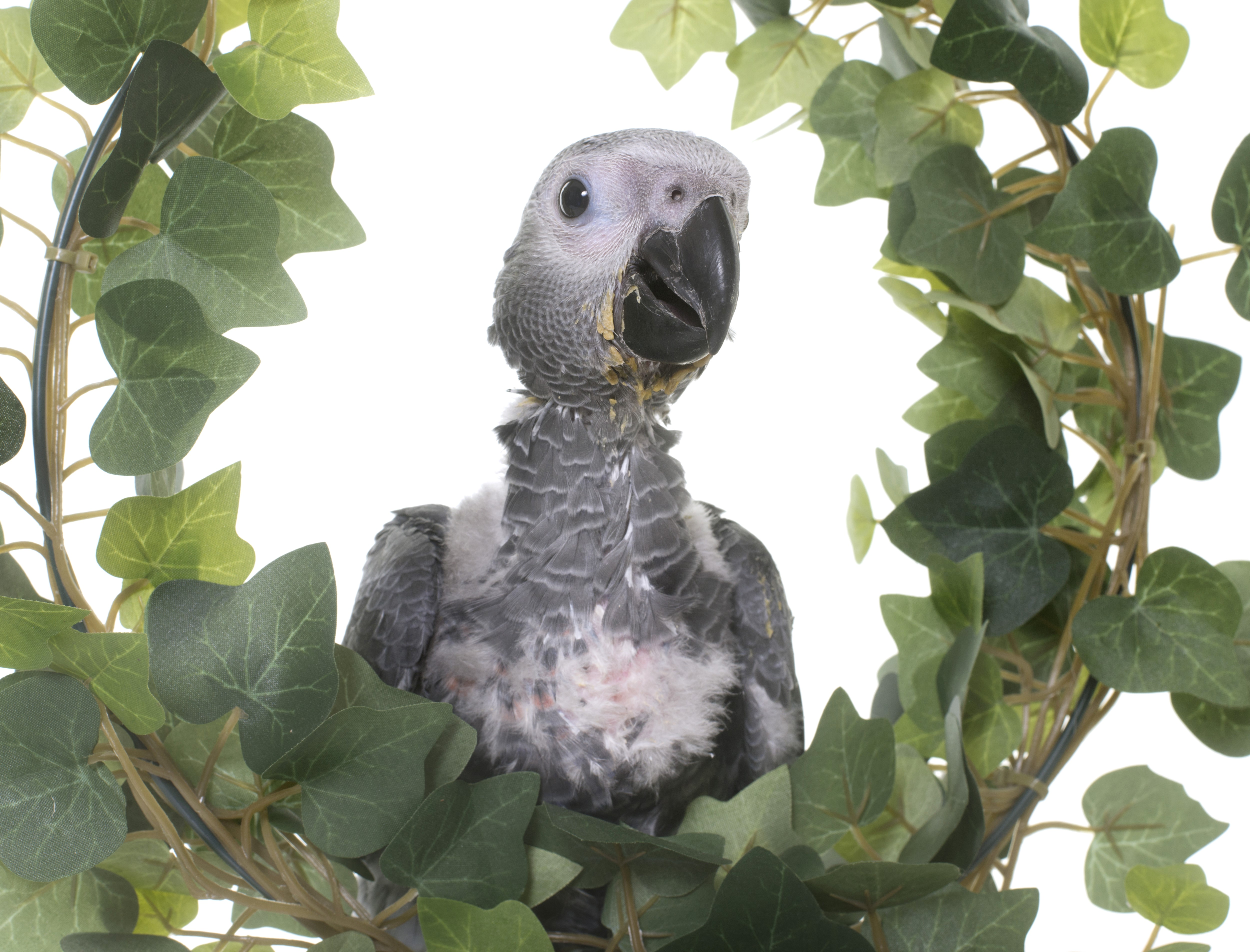 Young African Grey Parrot in Ivy HD Wallpaper
