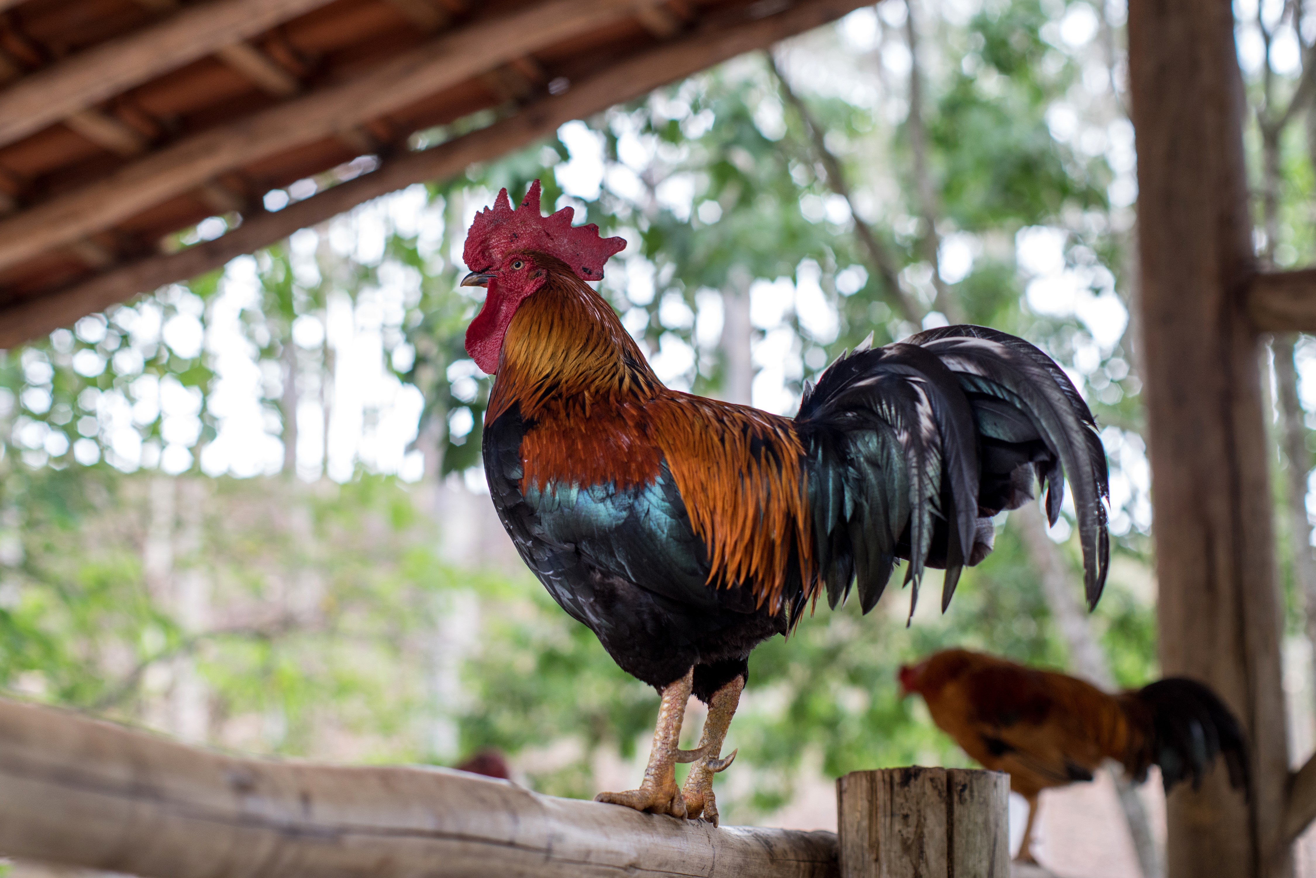 Rooster standing on a wooden fence HD Wallpaper
