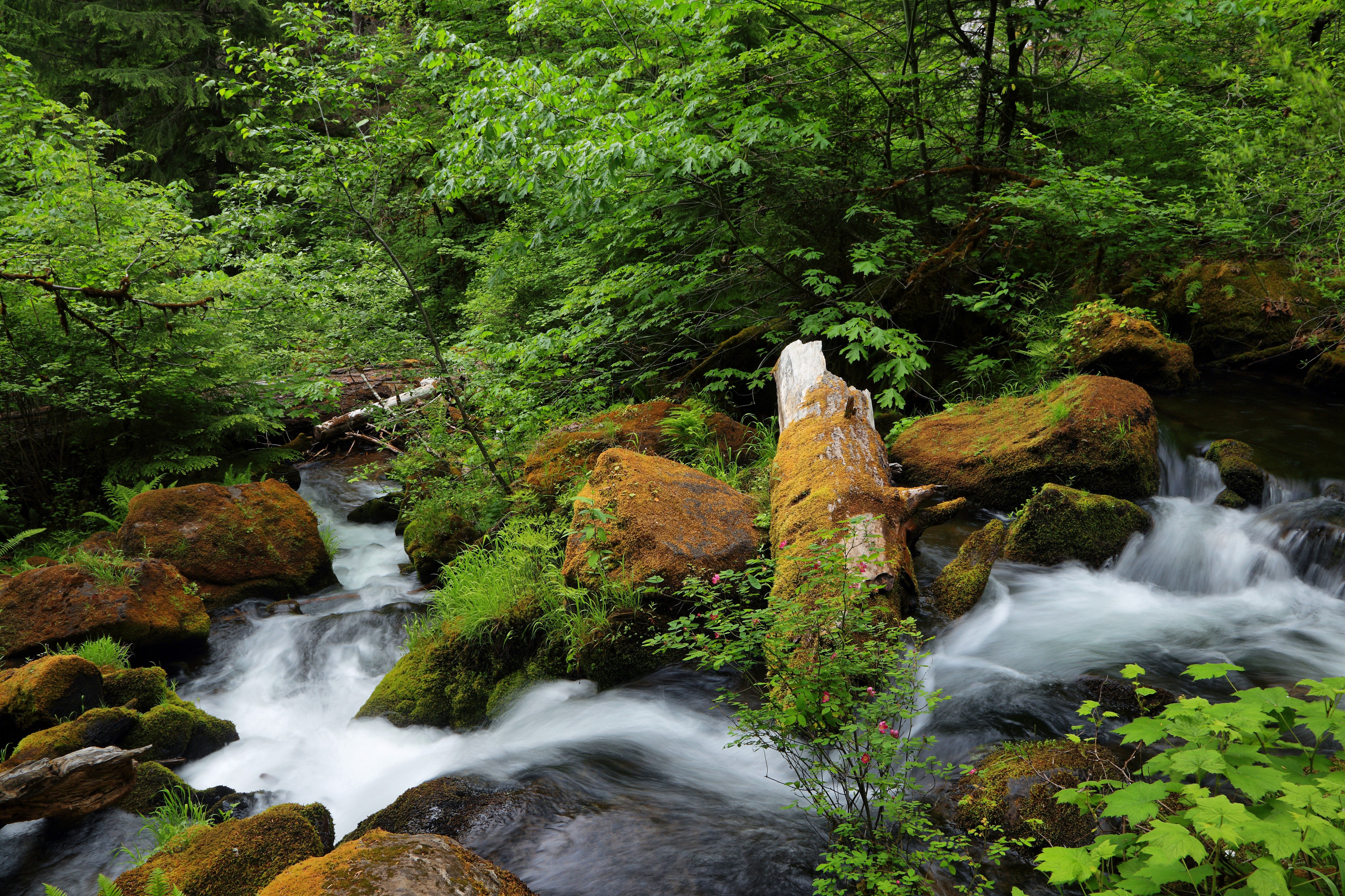 North Umpqua River Oregon USA Waterfalls Stones Moss Stream HD Wallpaper