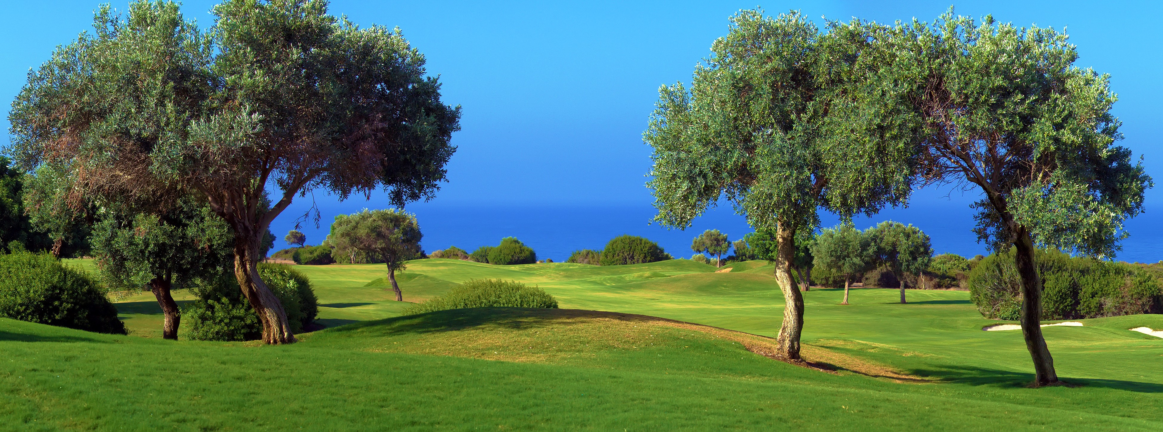 Golf course with olive trees and ocean view HD Wallpaper