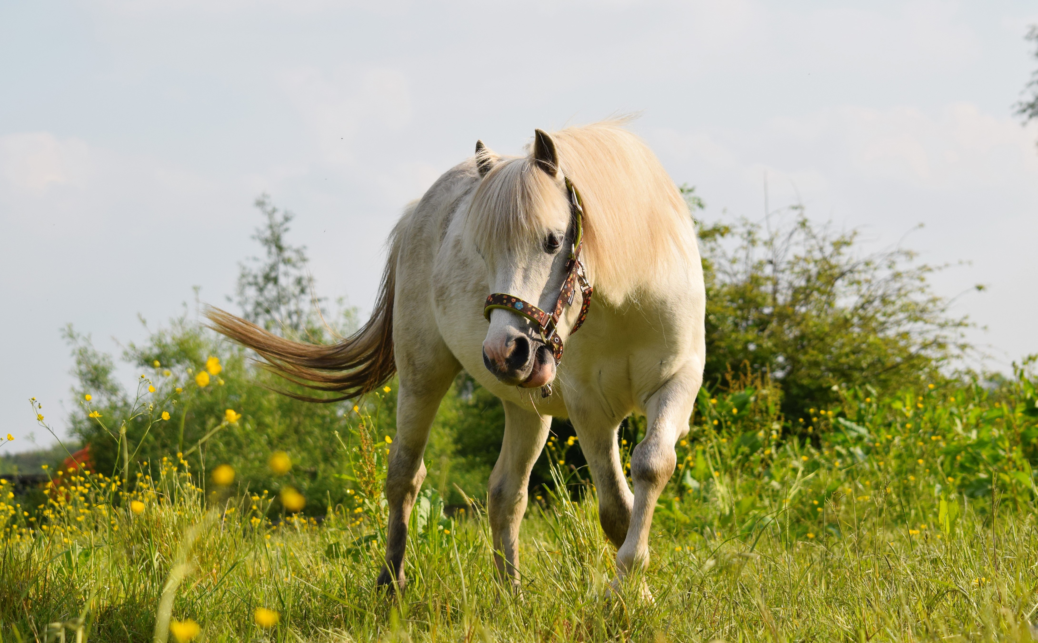 White horse in a field of yellow flowers HD Wallpaper
