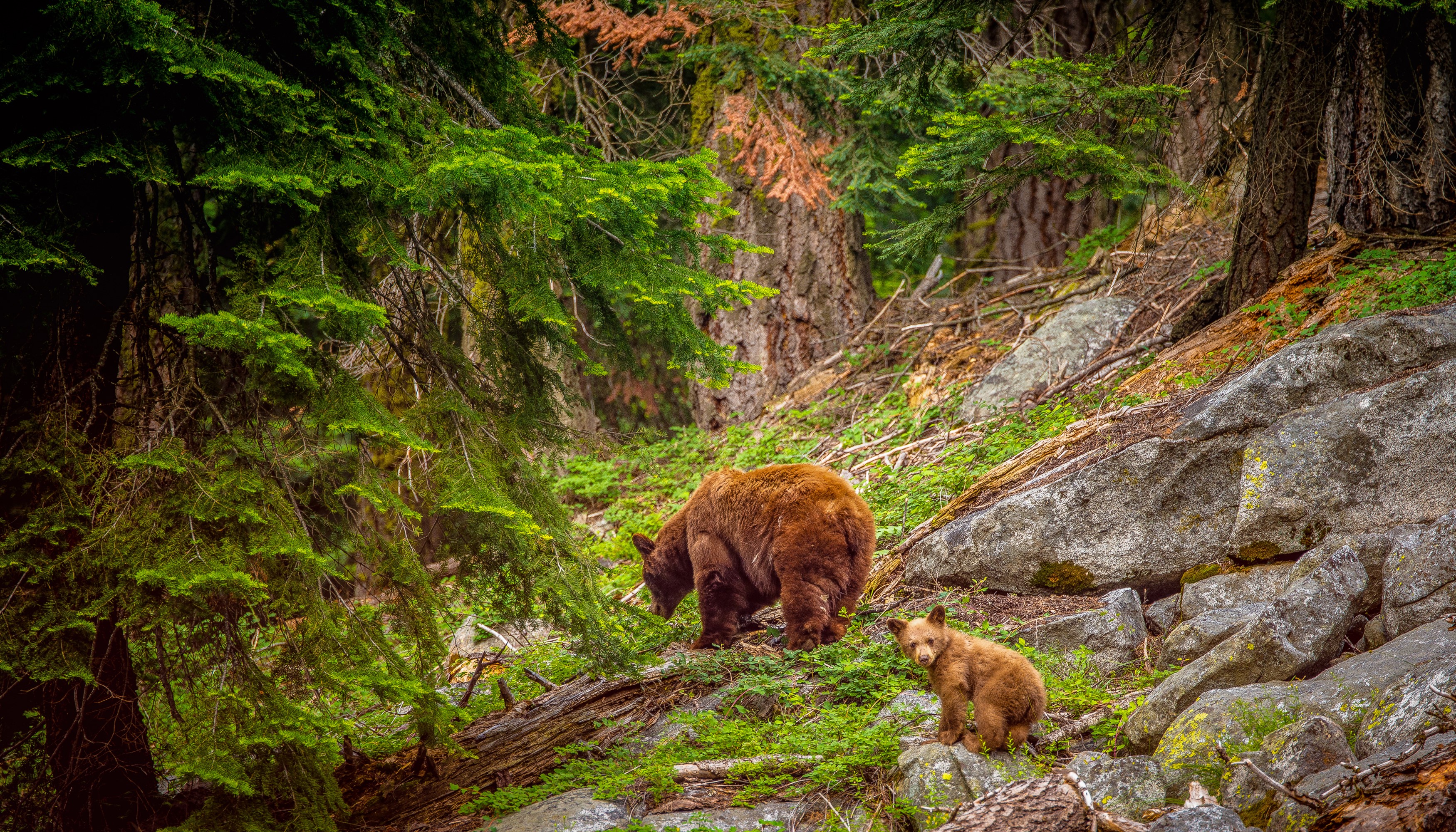 Brown Bears and Cub in Sequoia National Park HD Wallpaper