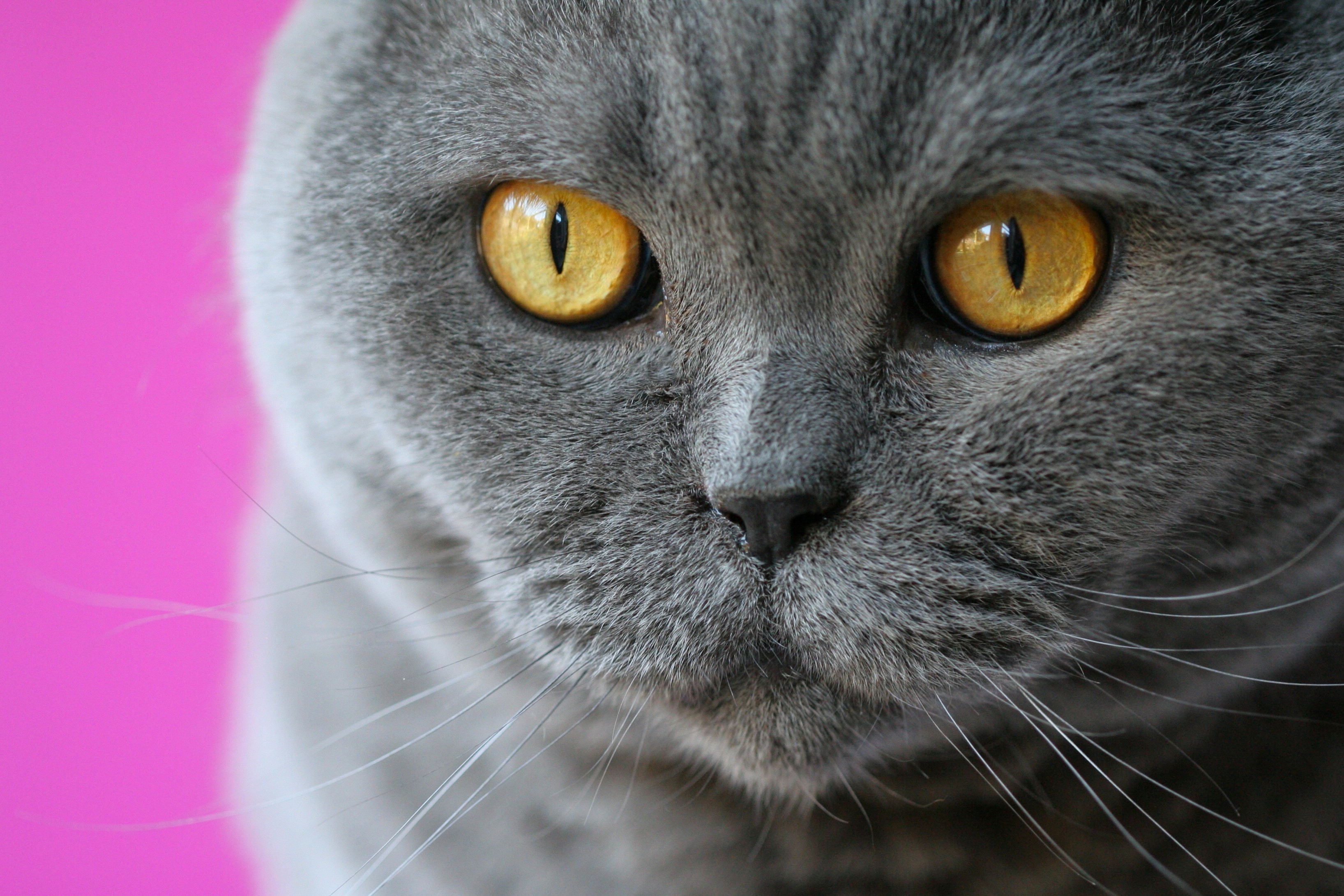 Close-up of a British Shorthair cat's face HD Wallpaper