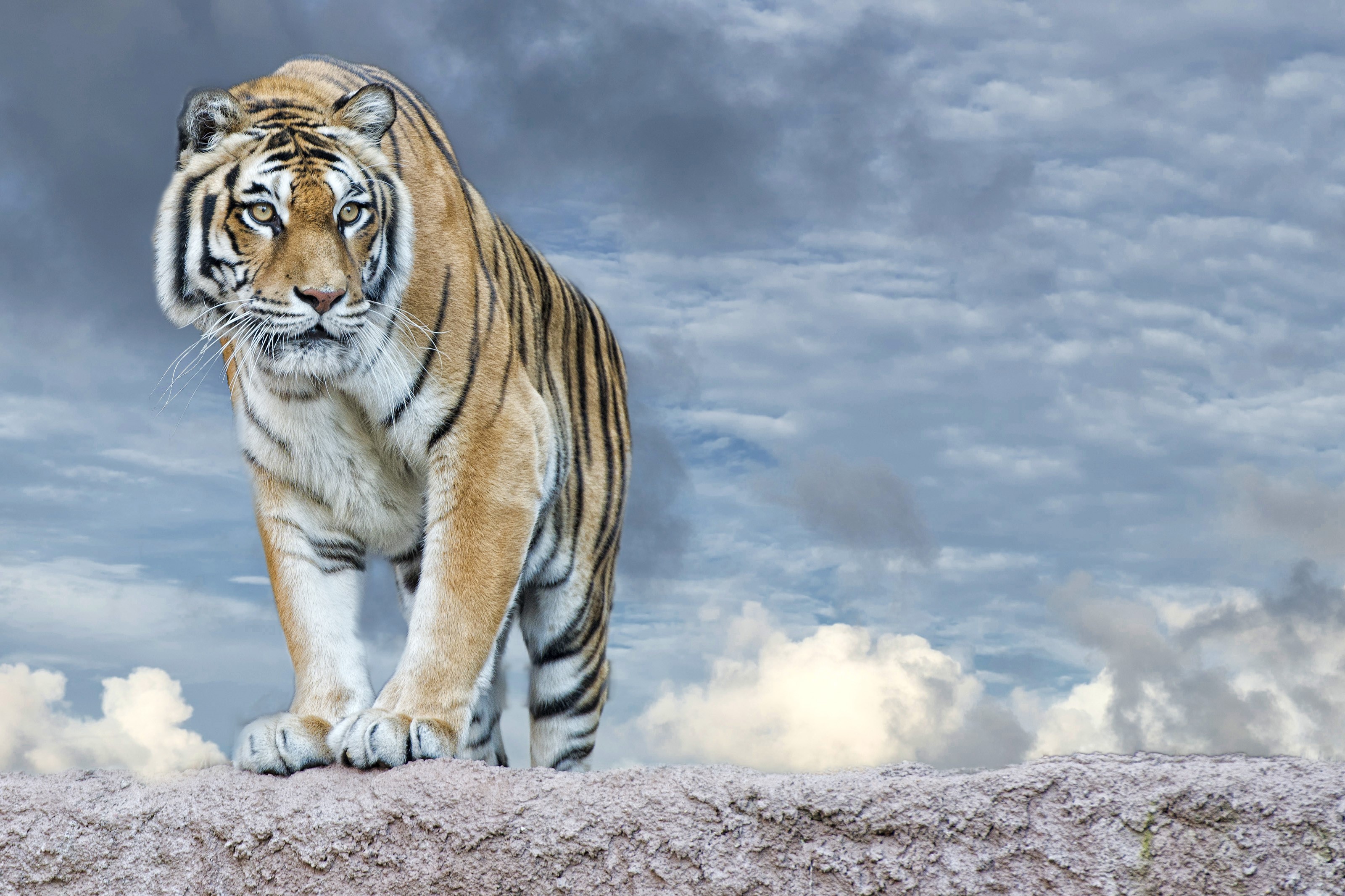 Tiger standing on a rock with cloudy sky HD Wallpaper