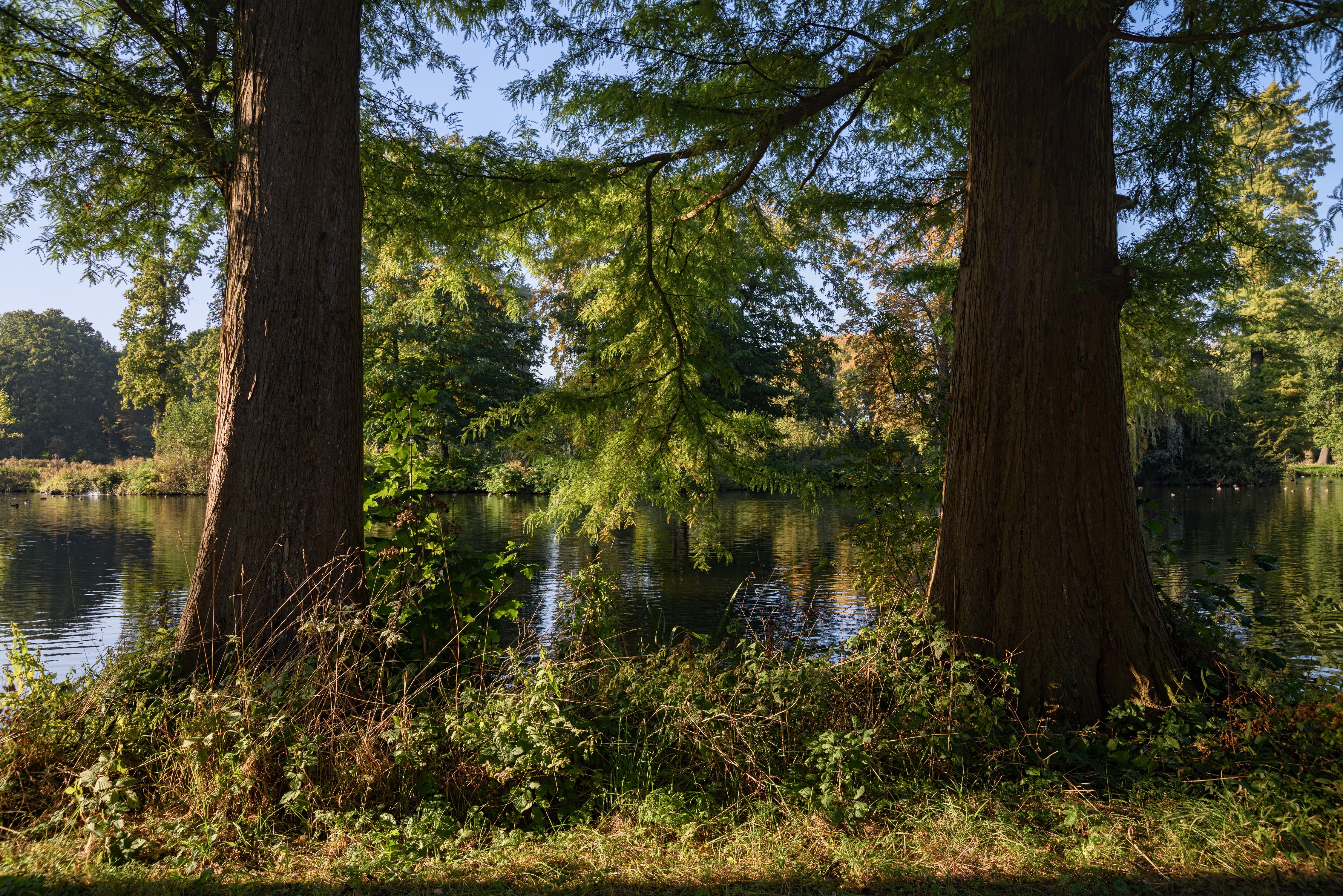 Trunk trees by a pond in De Haar Castle Park, Netherlands HD Wallpaper