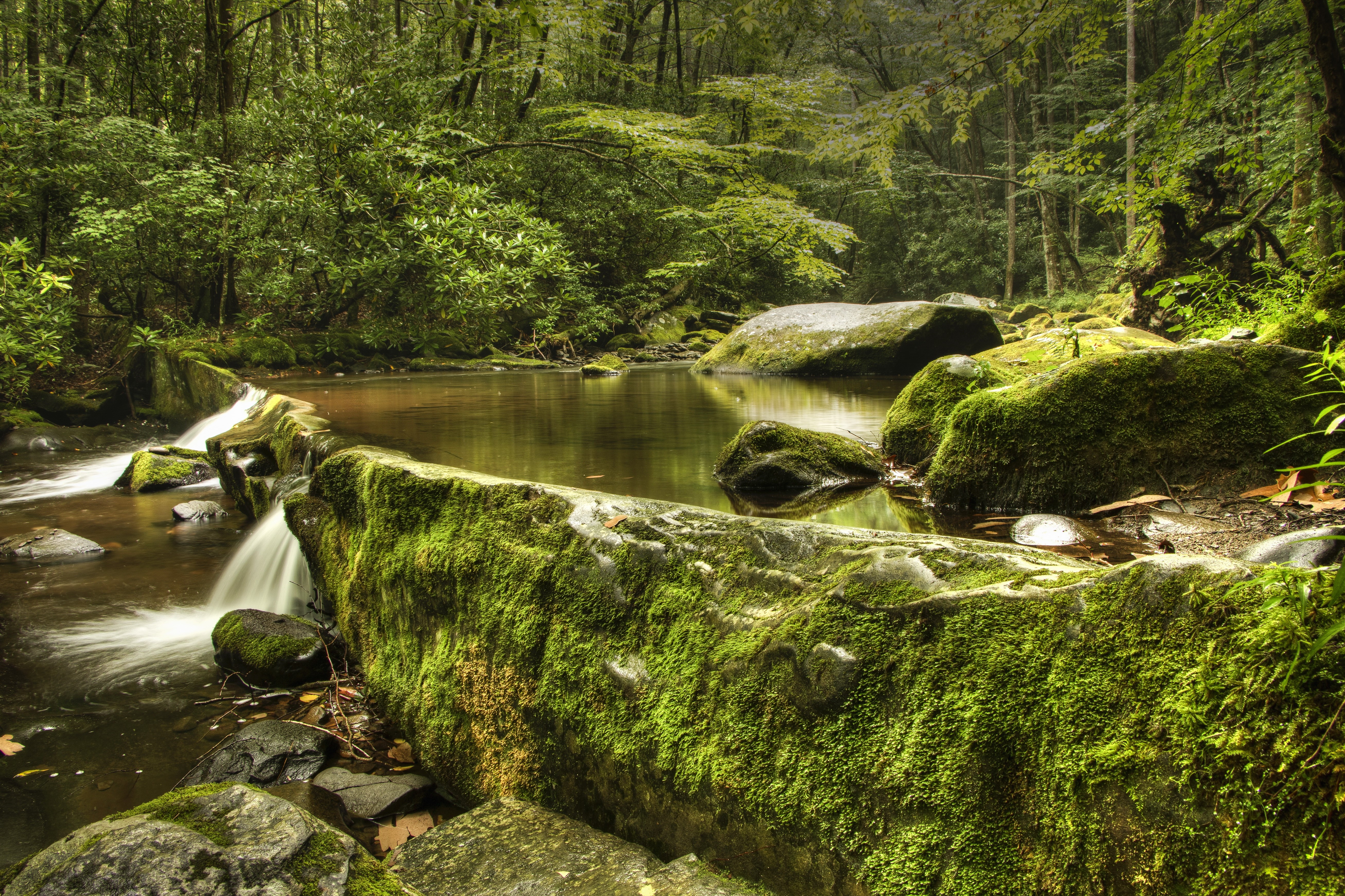 Stream flowing over moss-covered stones in Great Smoky Mountains National Park HD Wallpaper
