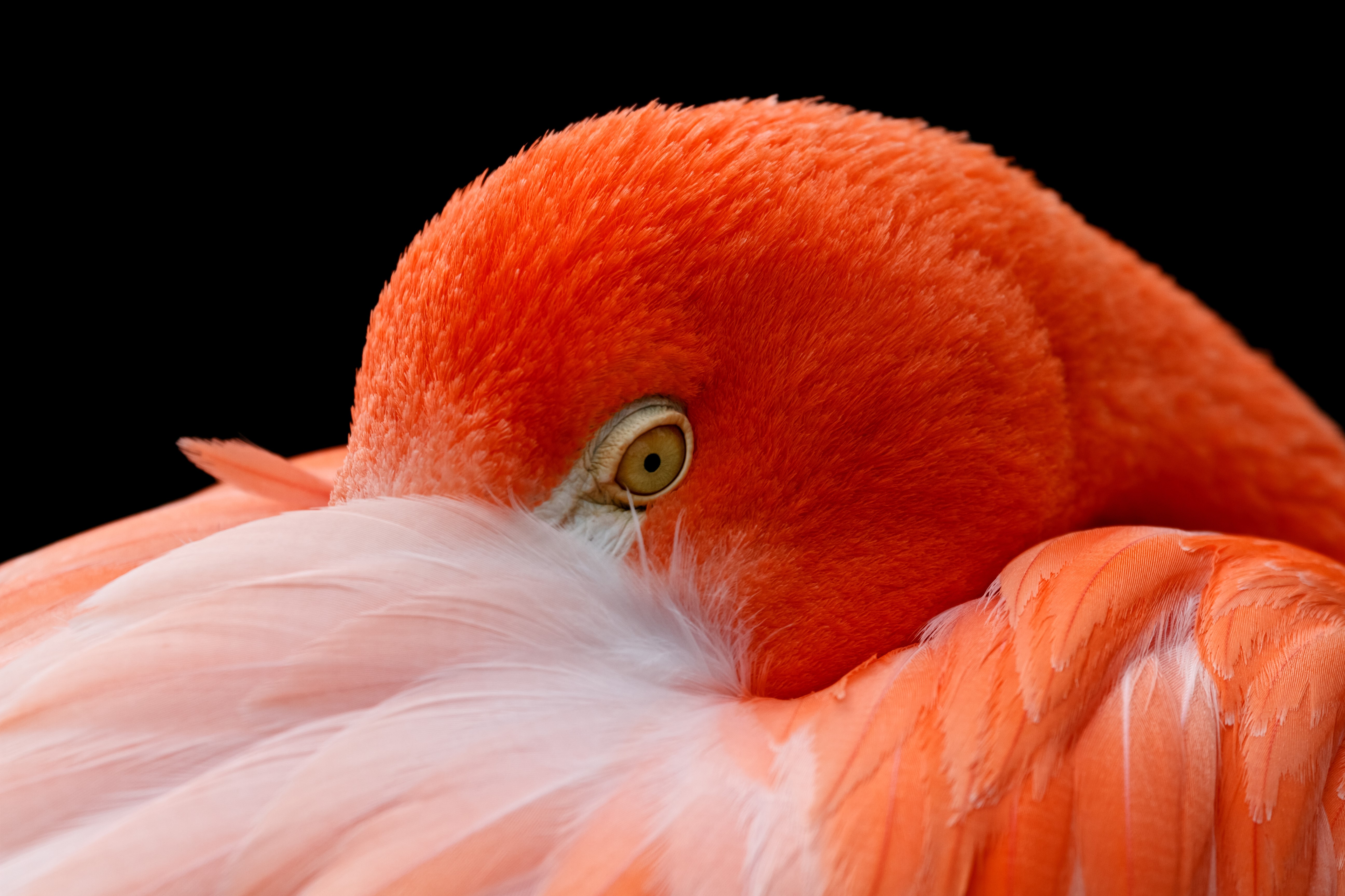Flamingo Head Closeup HD Wallpaper