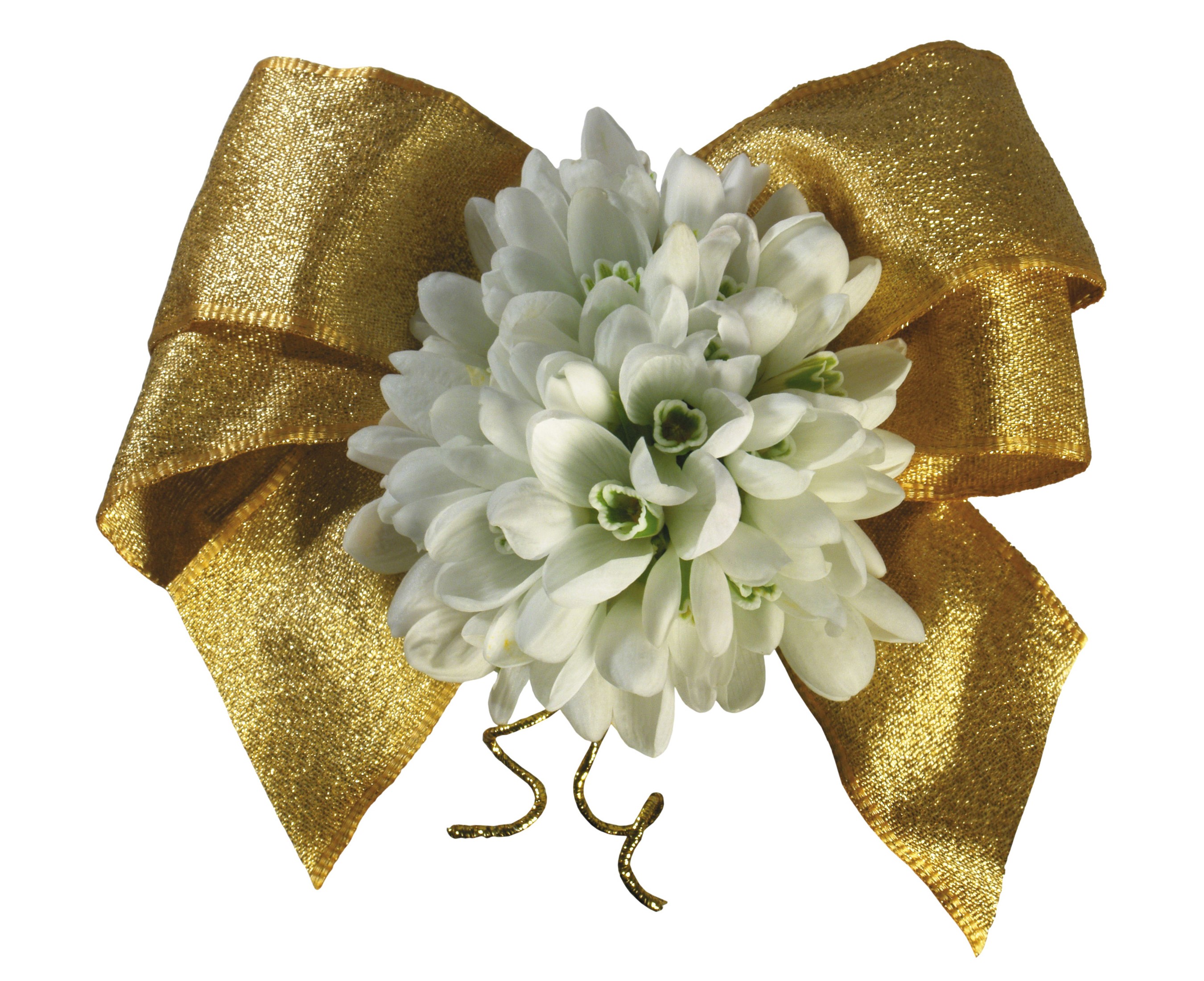Gold bow with snowdrops HD Wallpaper