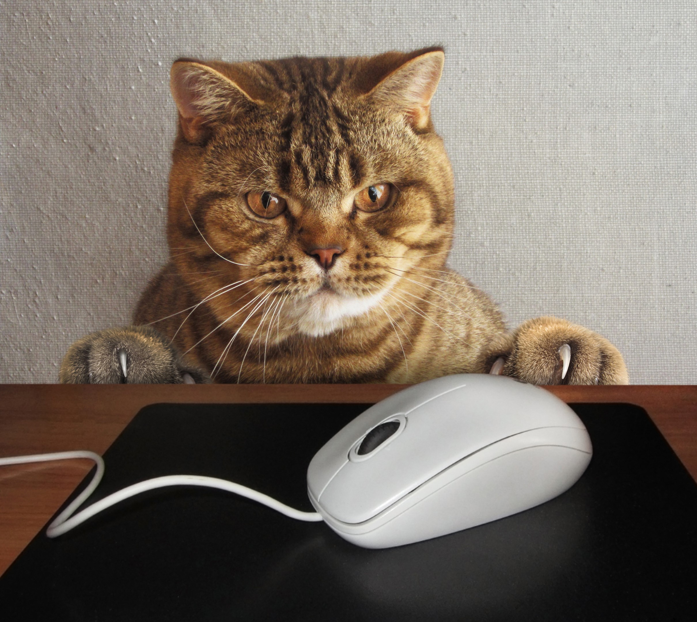 Cat looking at a computer mouse HD Wallpaper