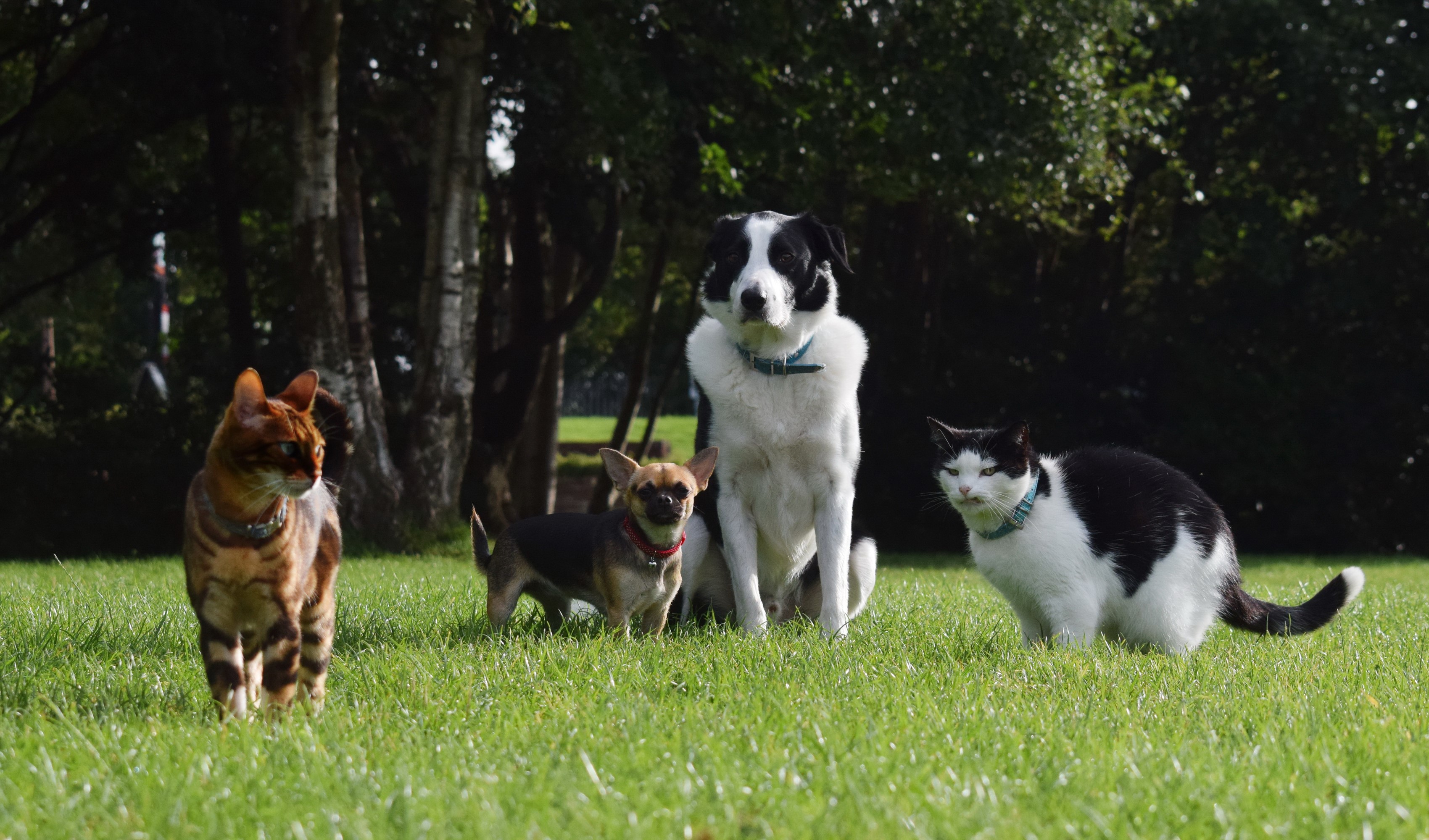 Four pets on a grassy lawn HD Wallpaper