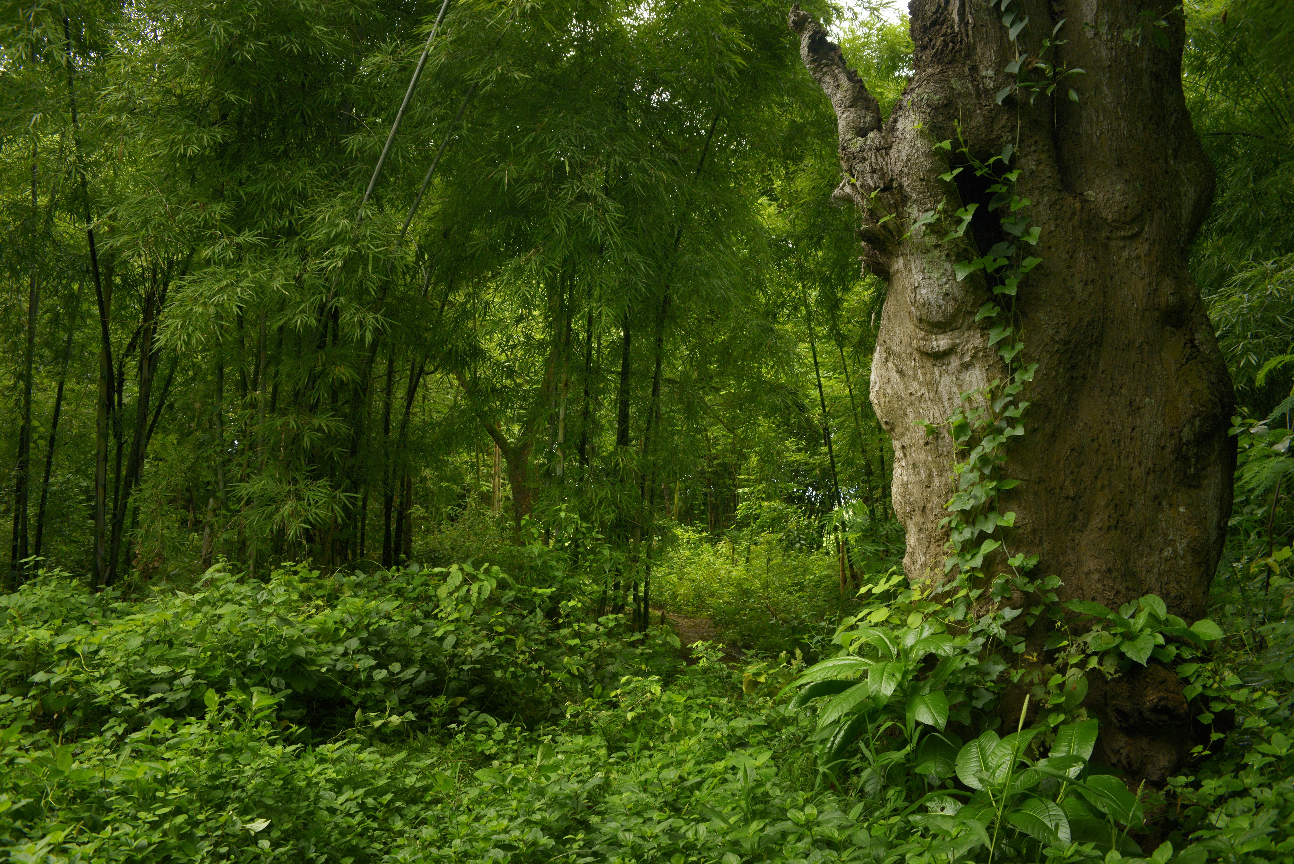 Bamboo forest with a large tree trunk HD Wallpaper