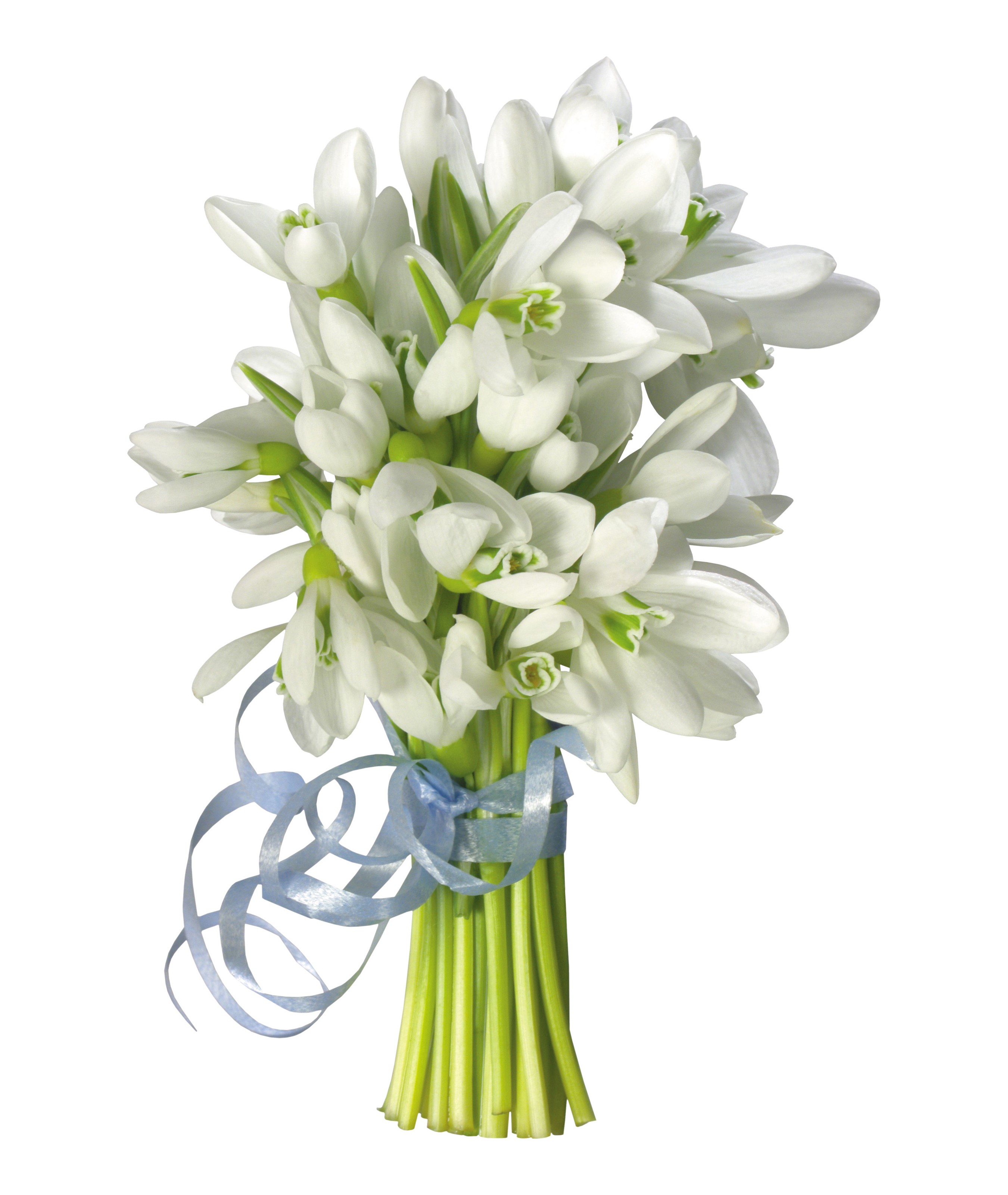 Bouquet of white snowdrops tied with a blue ribbon HD Wallpaper