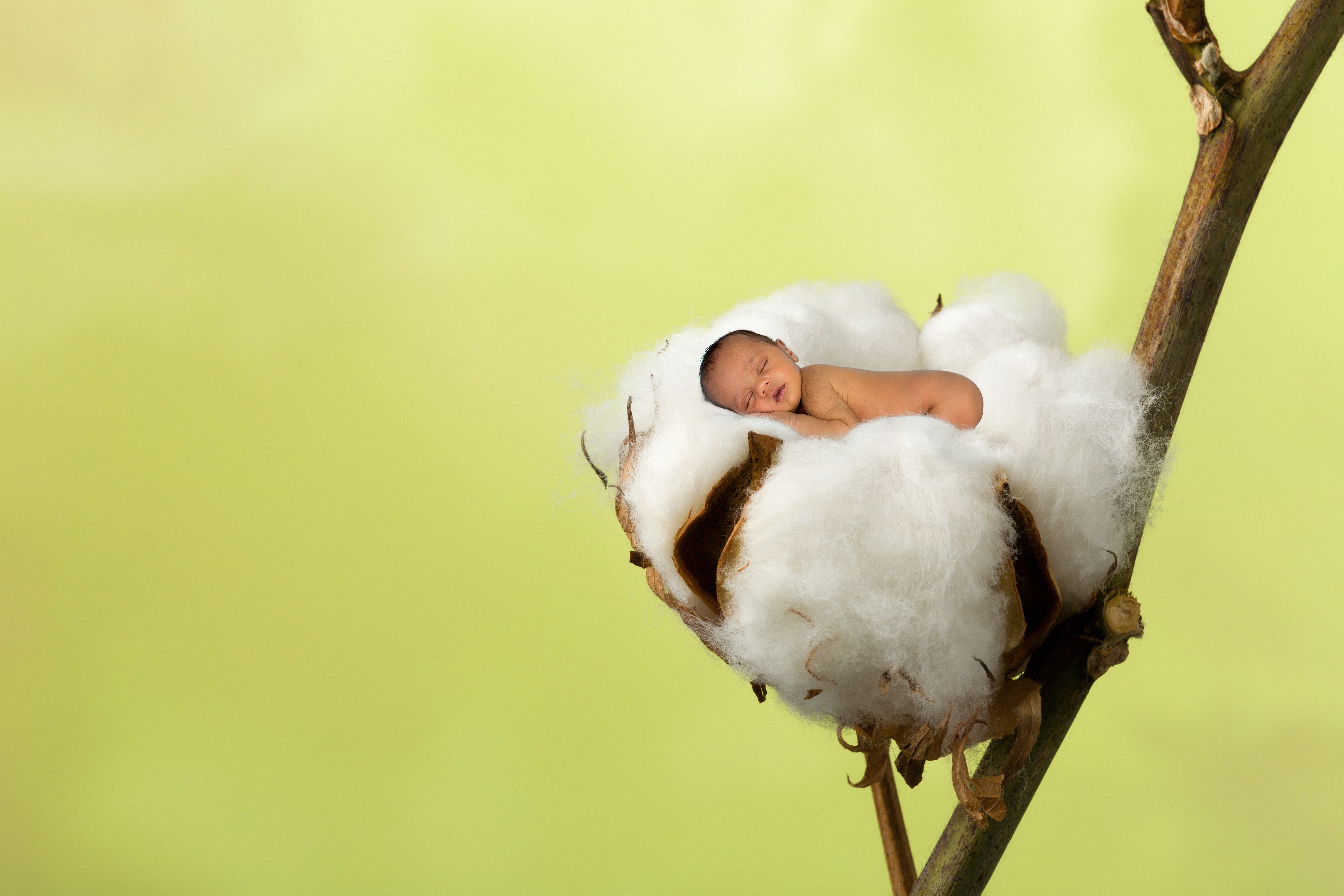 Newborn baby sleeping in cotton boll HD Wallpaper