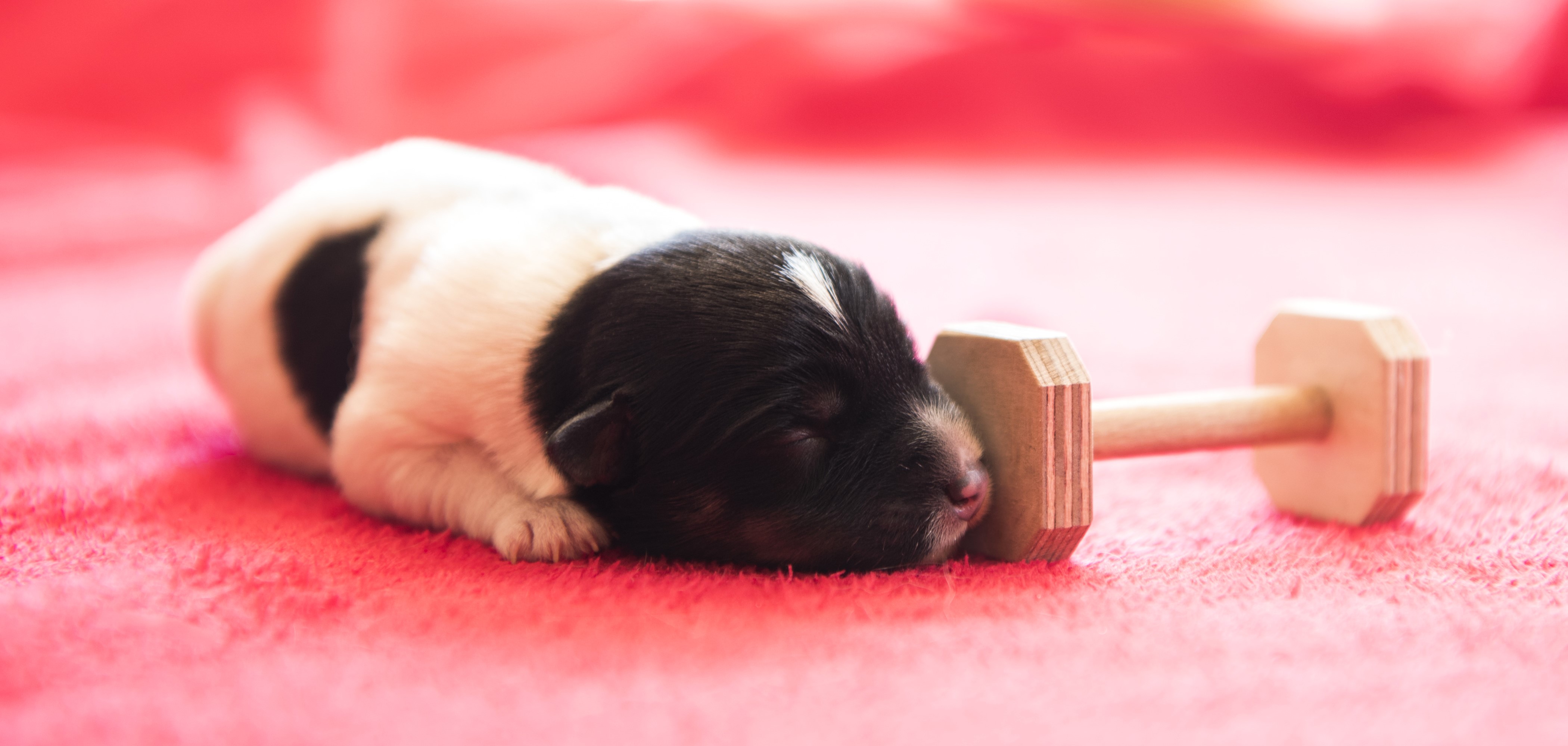 Puppy sleeping next to a wooden dumbbell HD Wallpaper