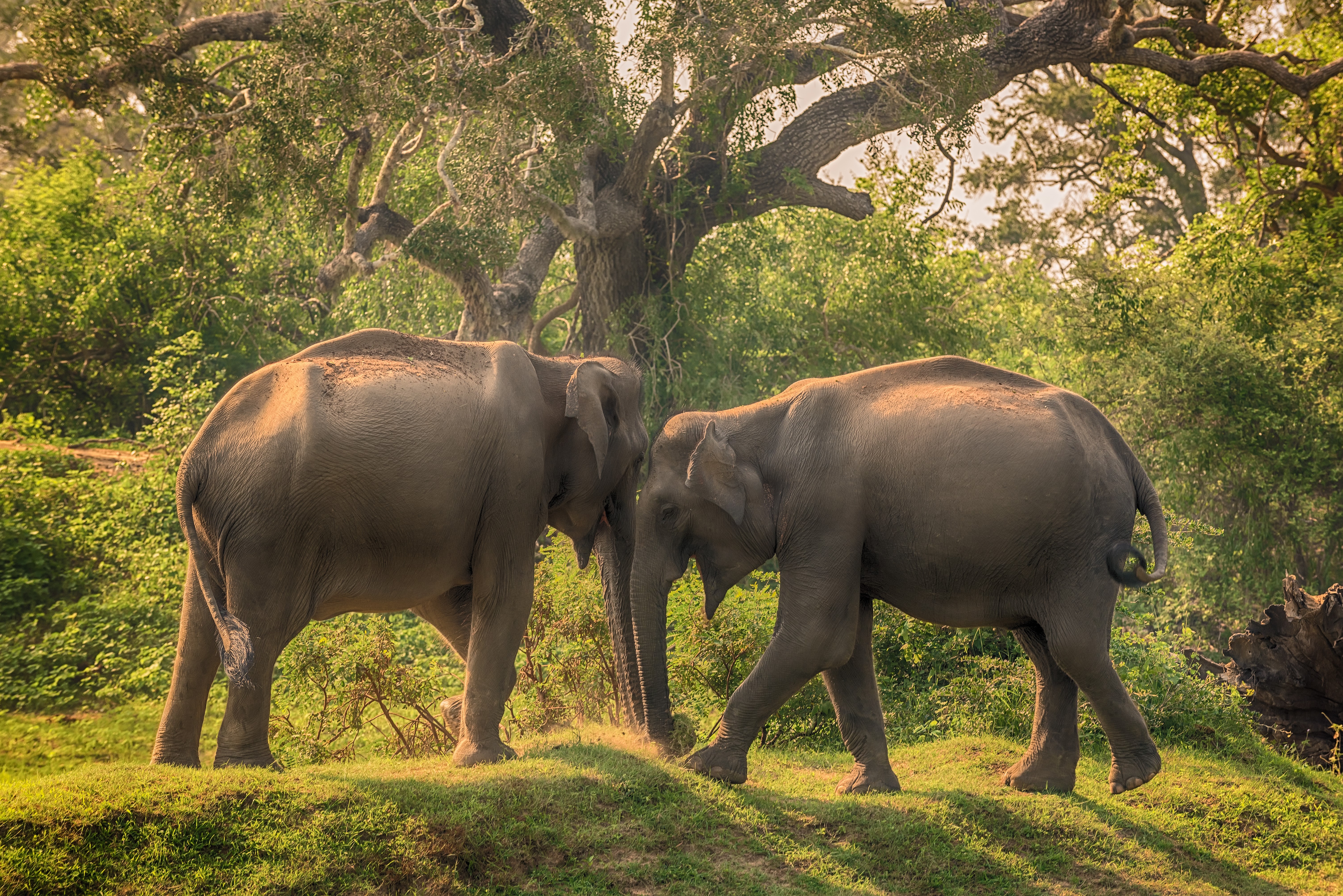 Two Elephants in Yala National Park, Sri Lanka HD Wallpaper