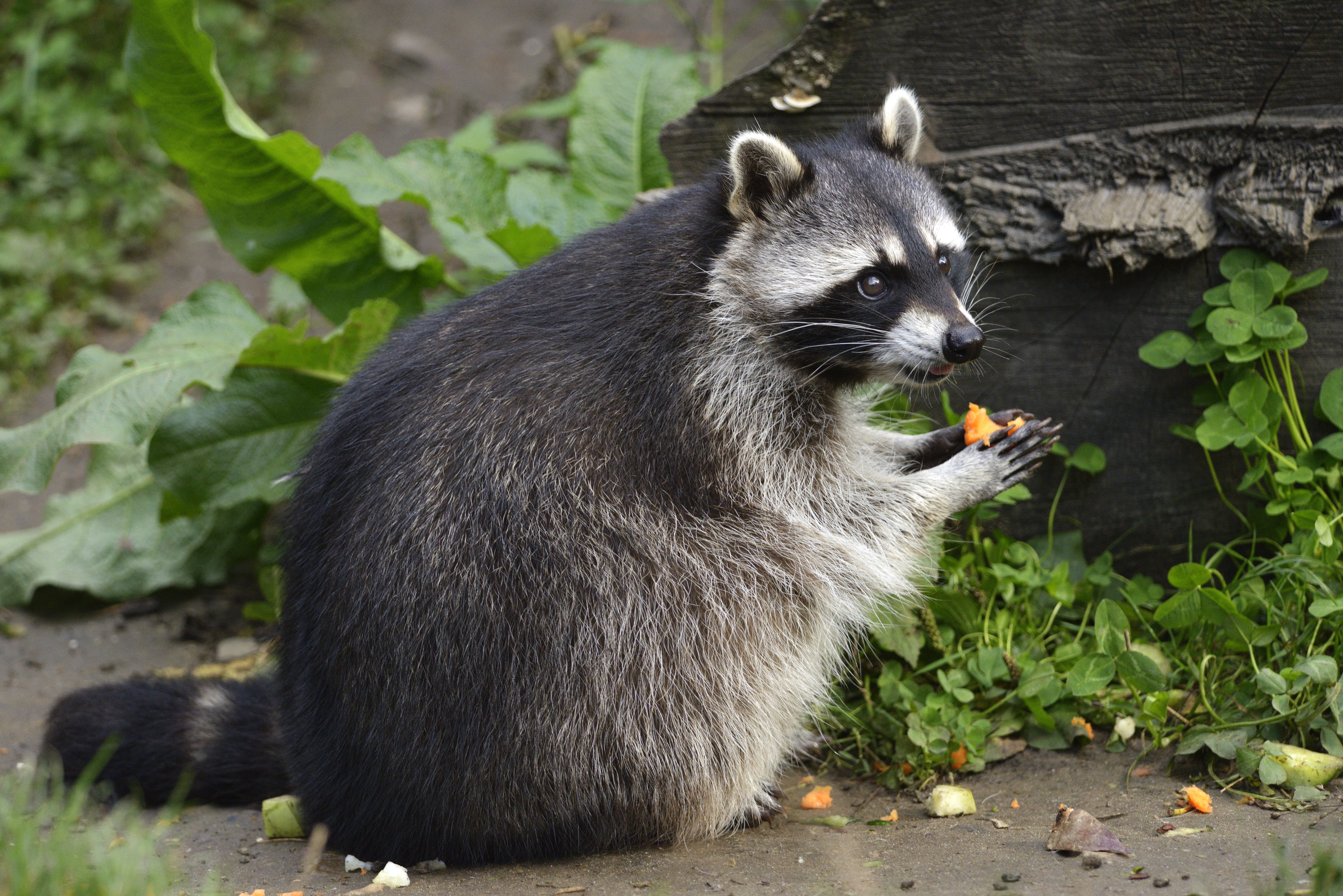 Raccoon eating food near a log HD Wallpaper