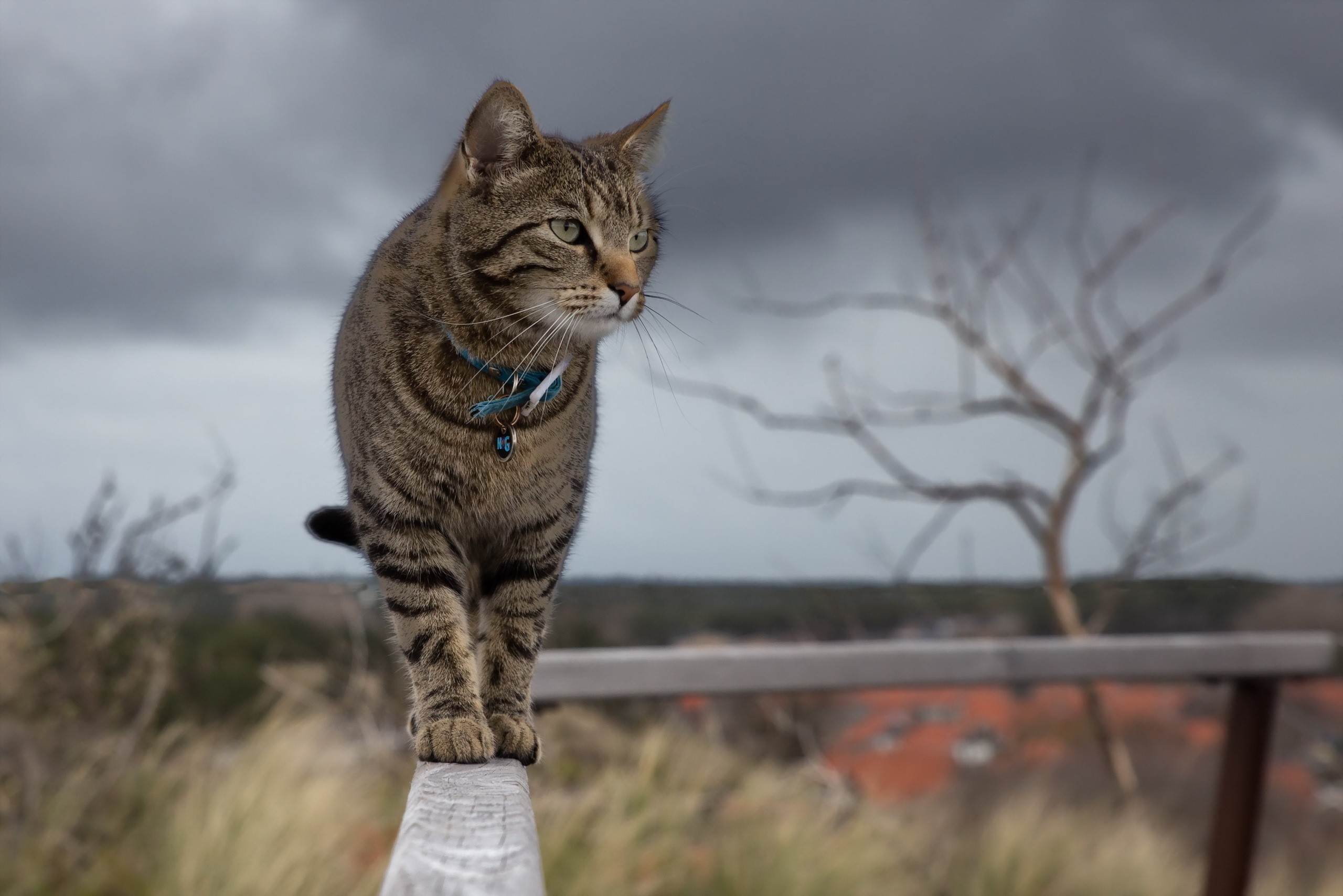 Tabby cat with blue collar on a wooden railing HD Wallpaper
