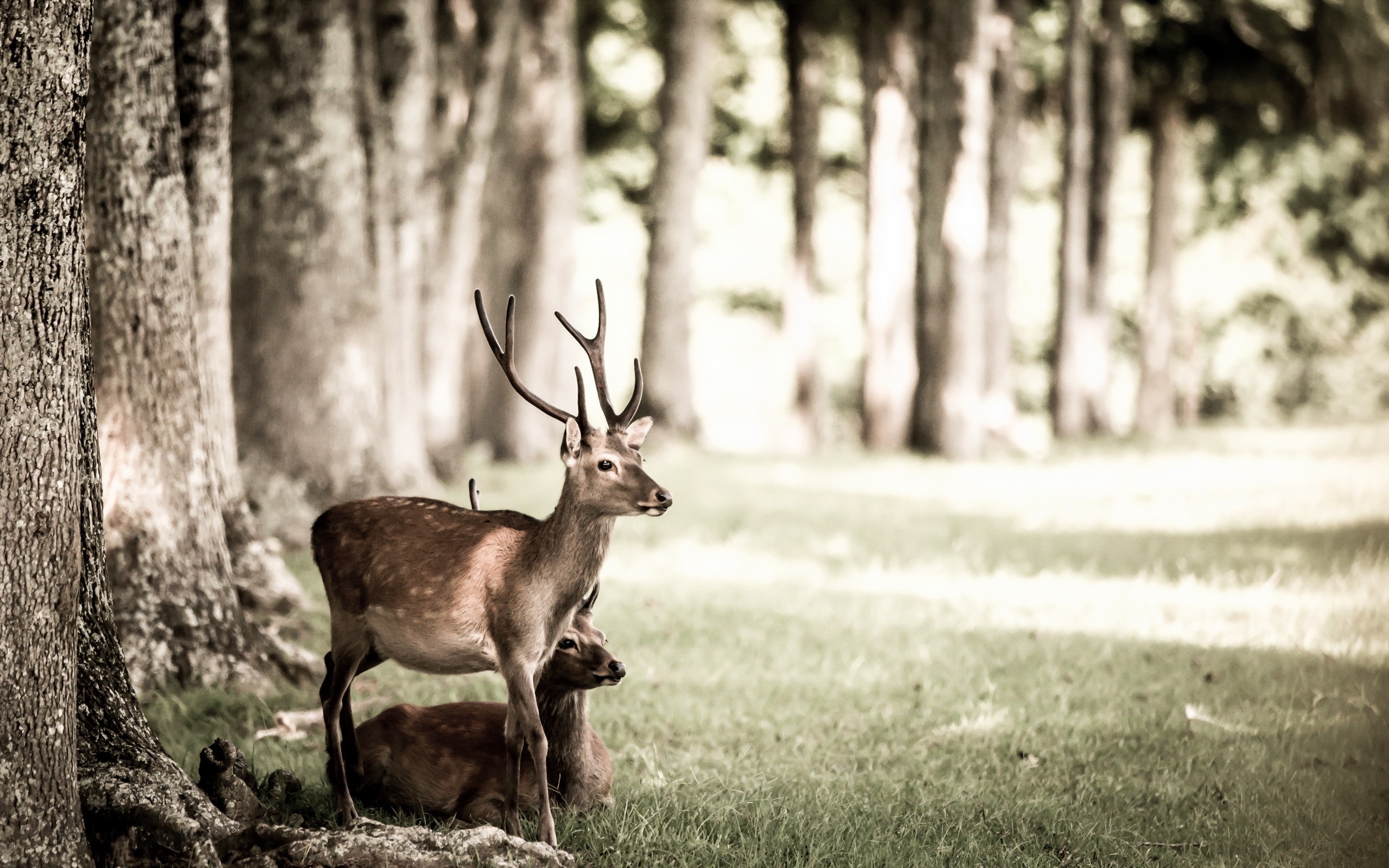 Deer in a forest clearing HD Wallpaper