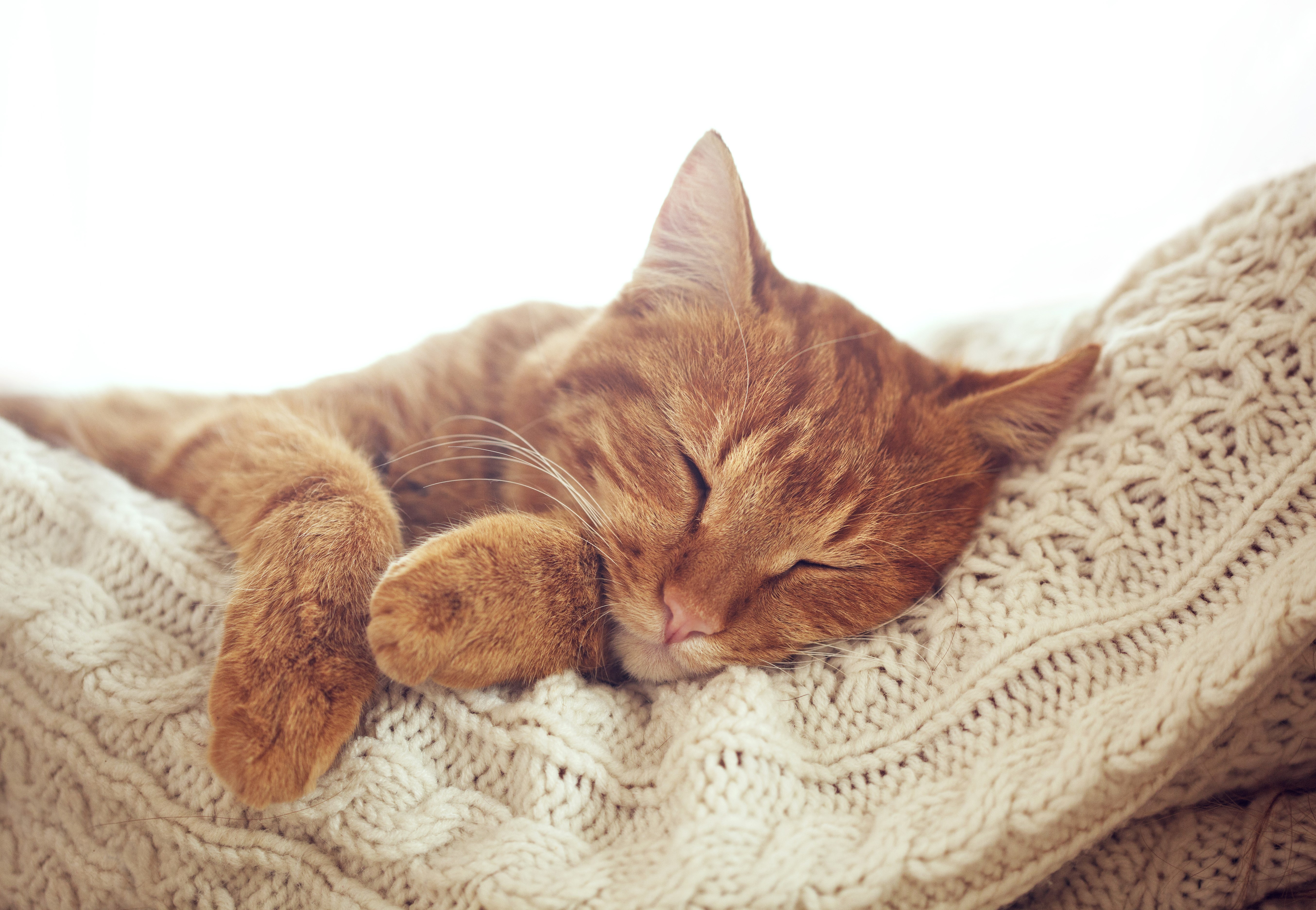 Orange cat sleeping on a knitted blanket HD Wallpaper