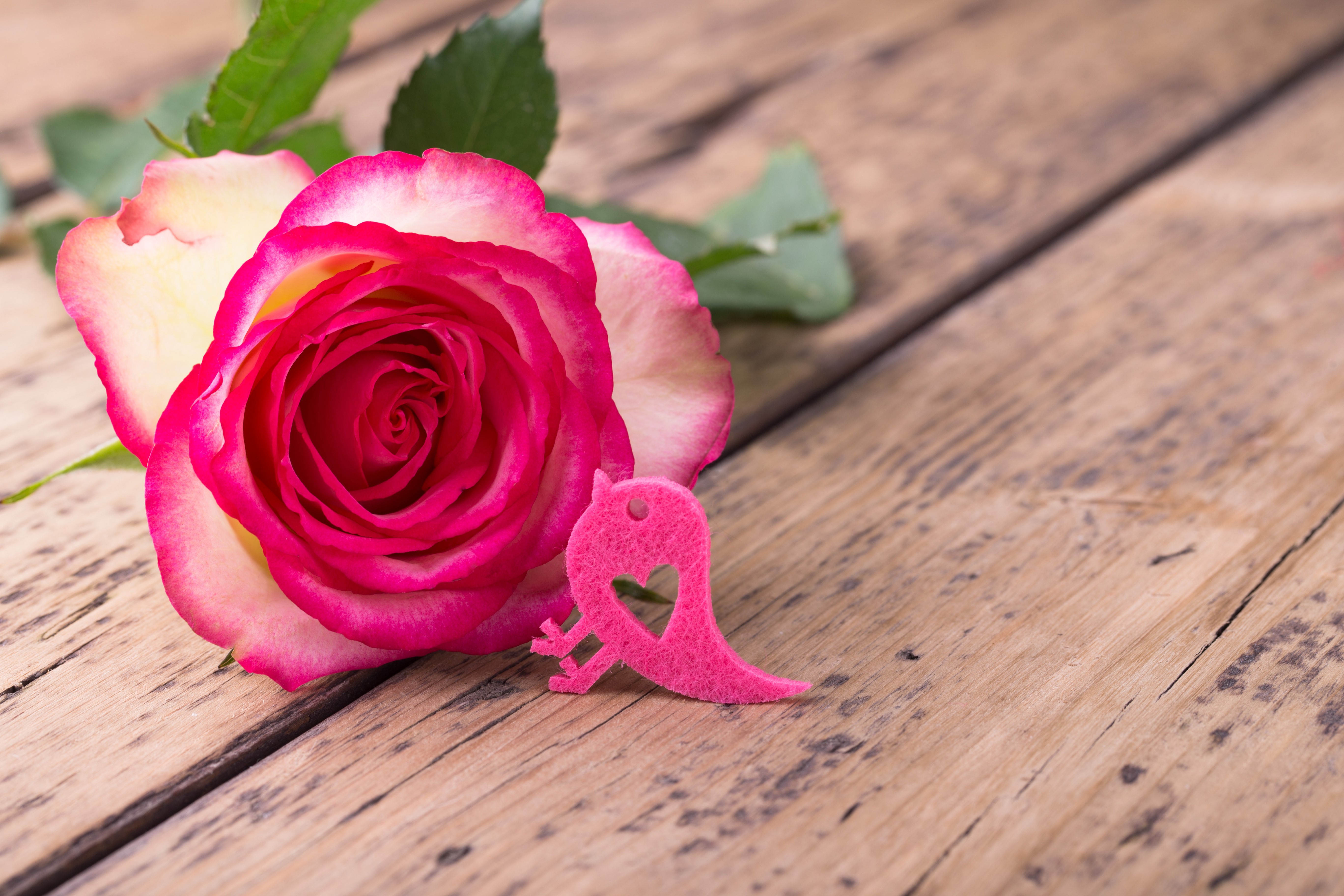 Pink rose with a heart-shaped bird on wood planks HD Wallpaper