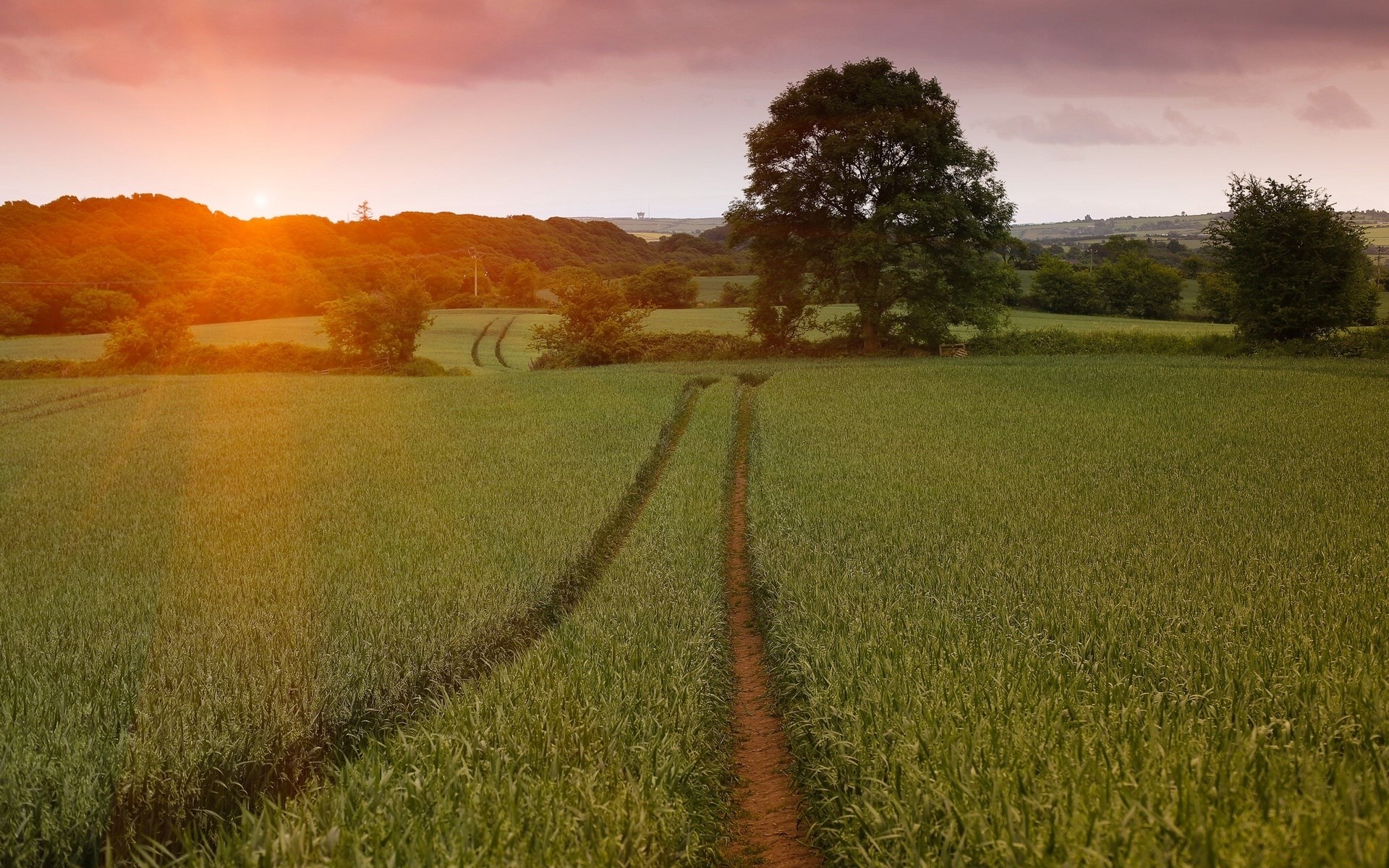 Sunset over a green field with tire tracks HD Wallpaper