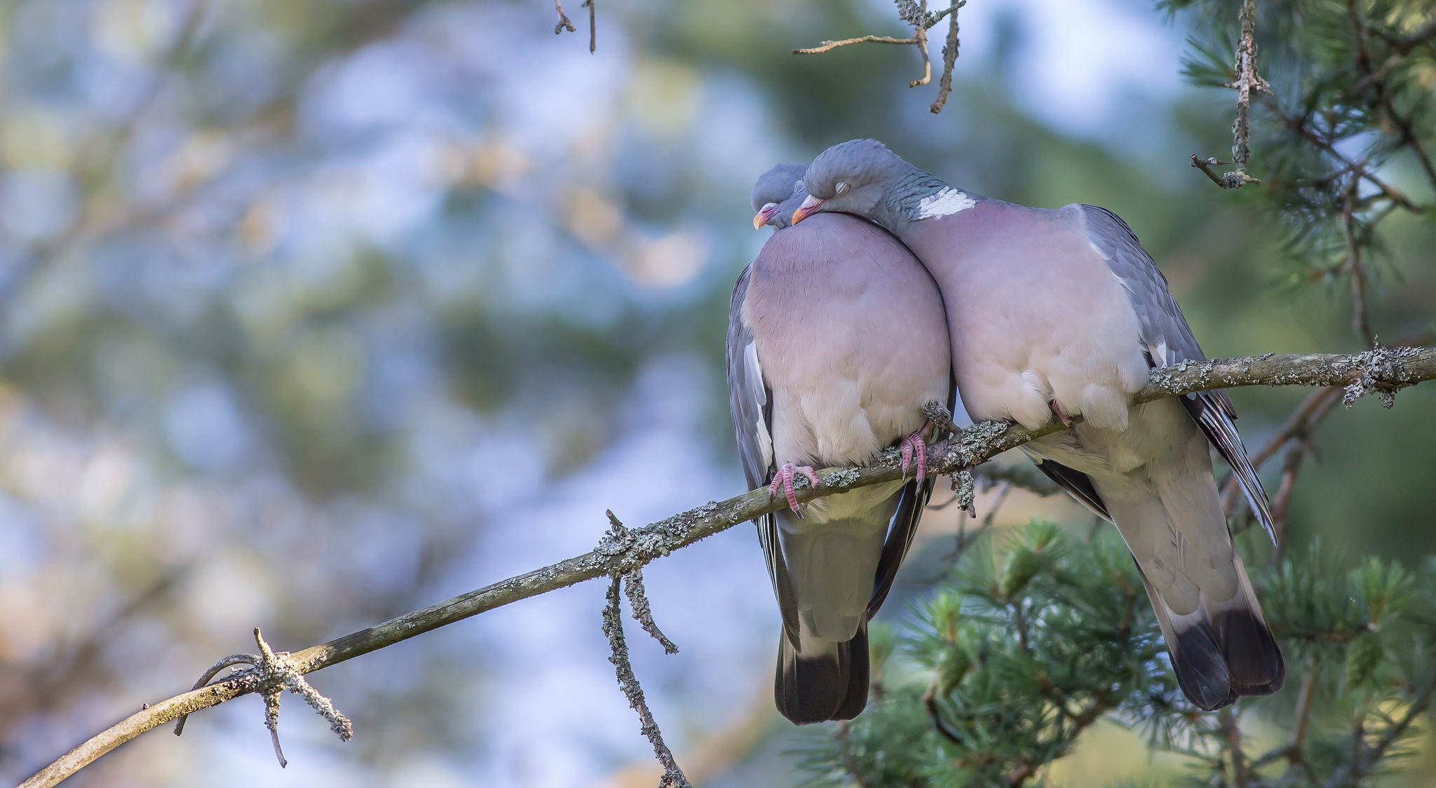 Two pigeons cuddling on a tree branch HD Wallpaper