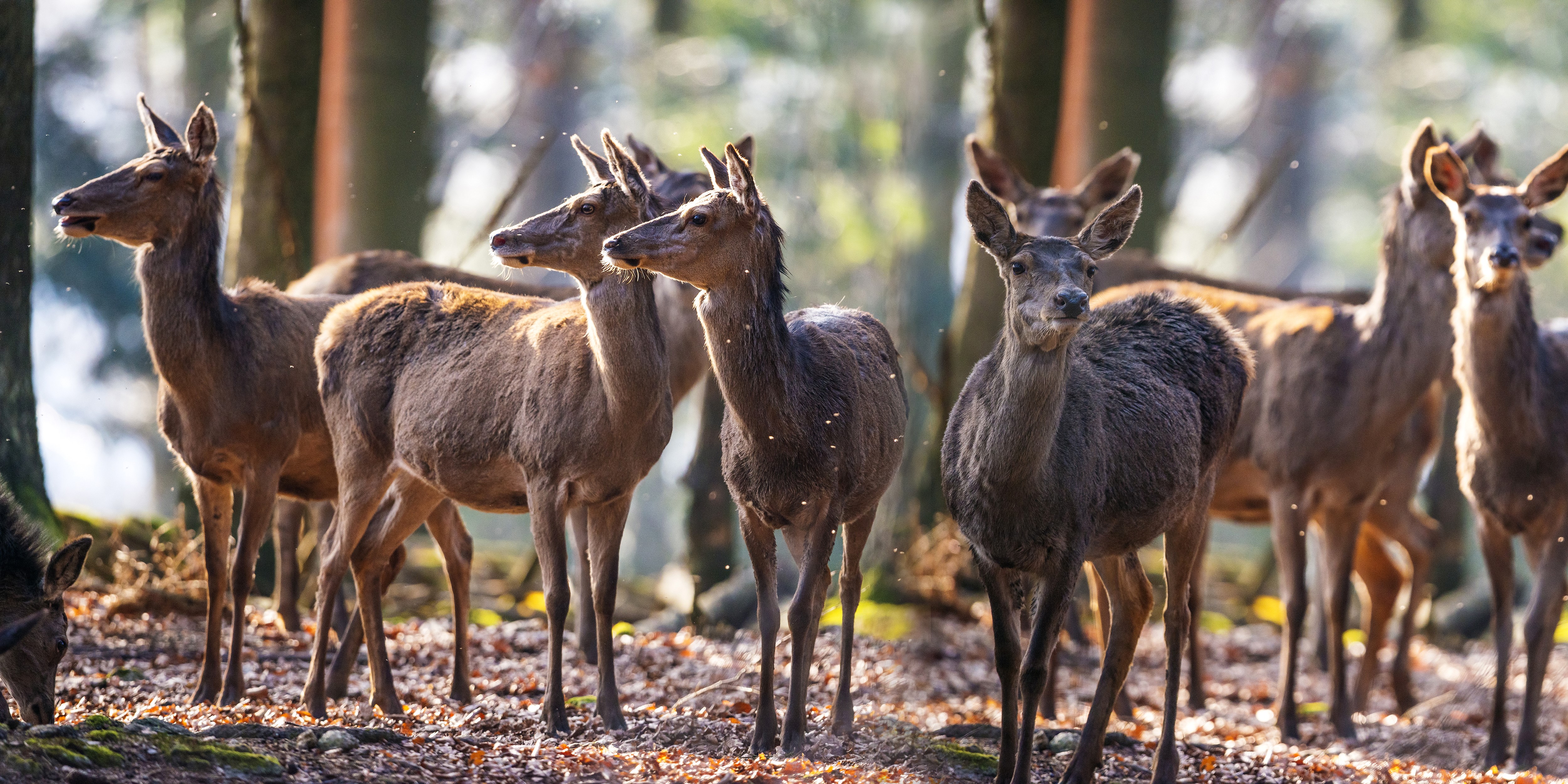 Herd of Deer in a Forest HD Wallpaper