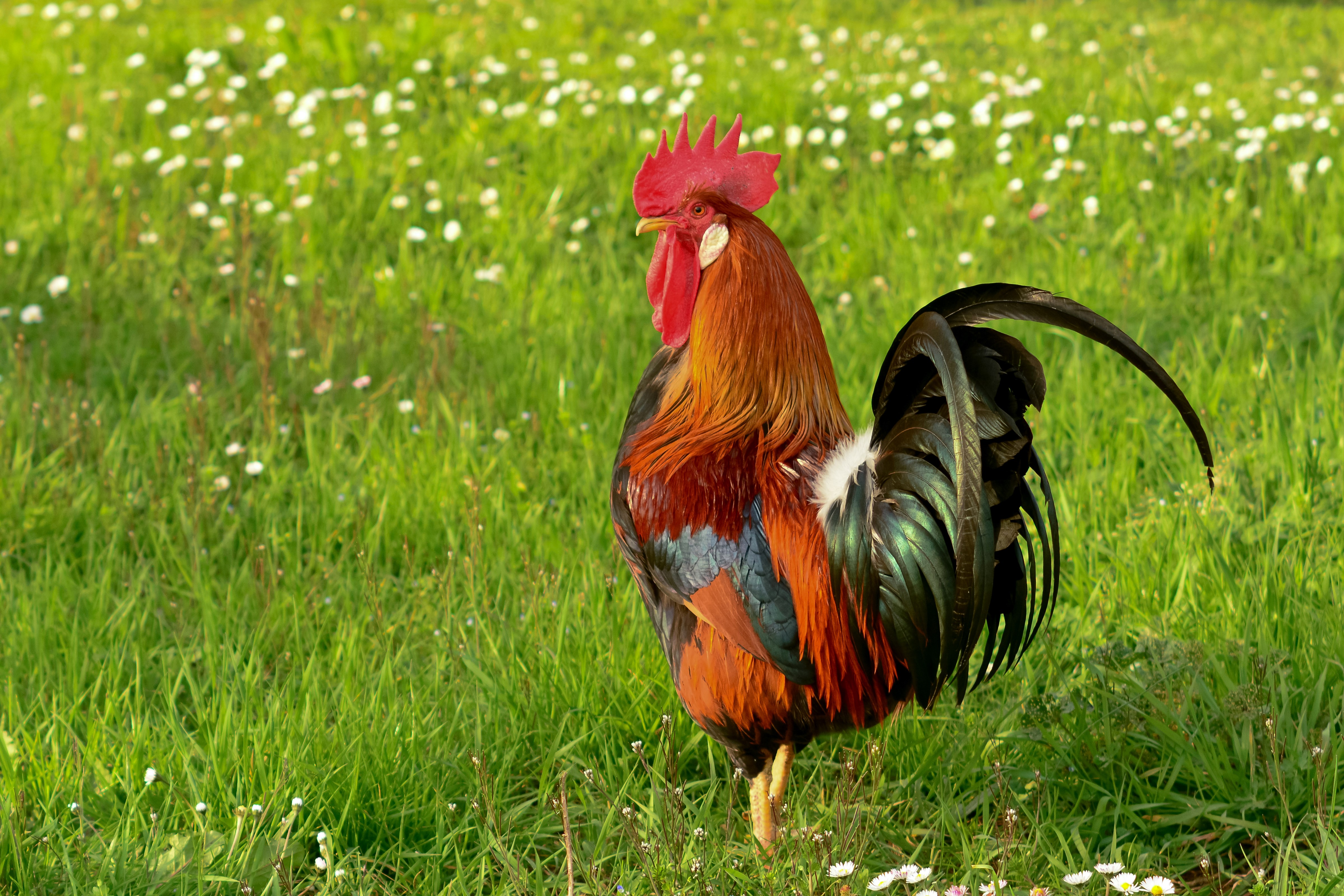 Rooster in a grassy field with daisies HD Wallpaper