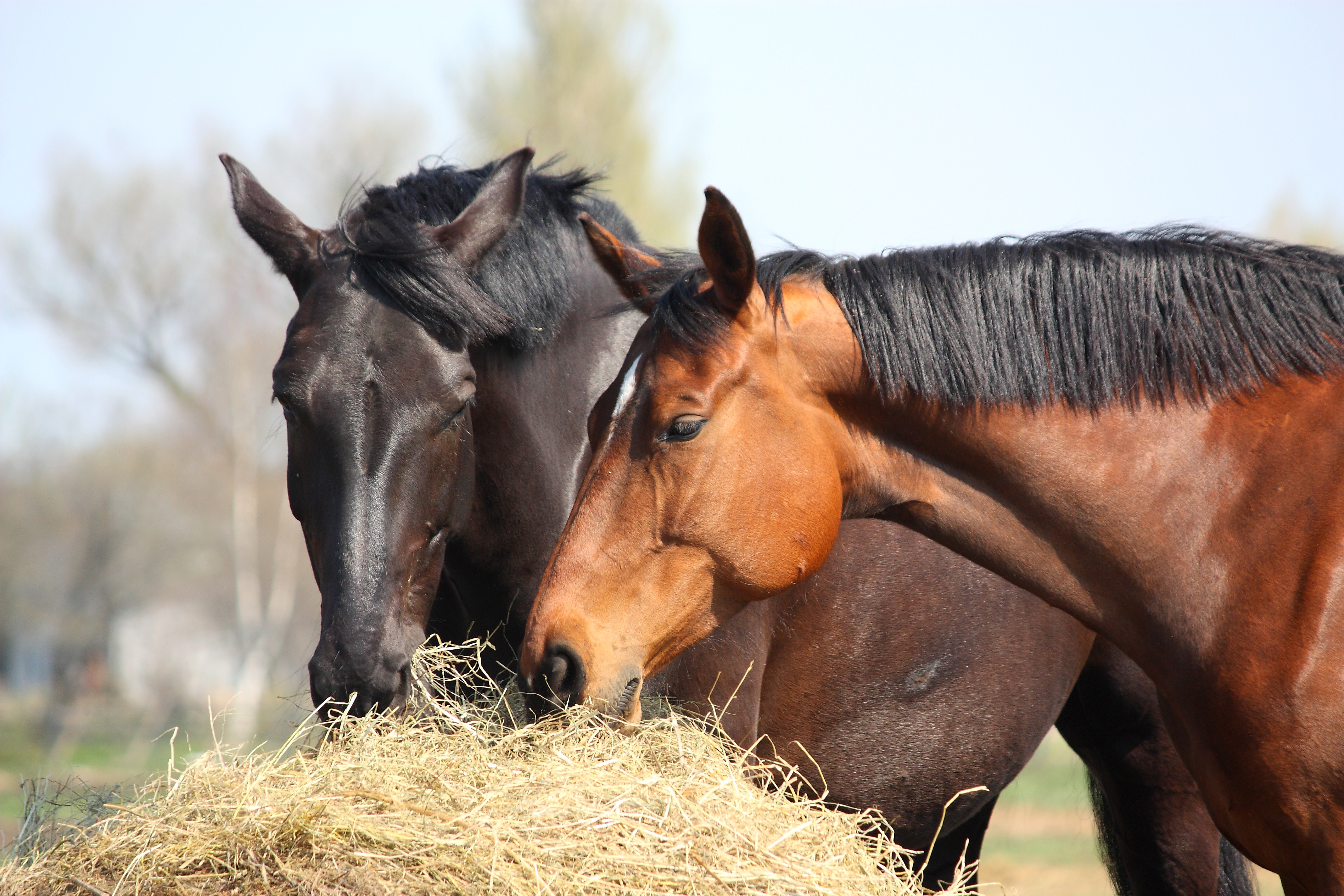 Two Horses Eating Hay HD Wallpaper