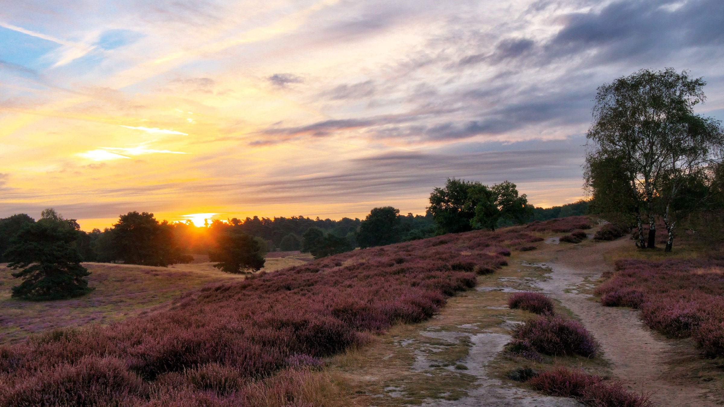 Sunset over heather field with trees and path HD Wallpaper