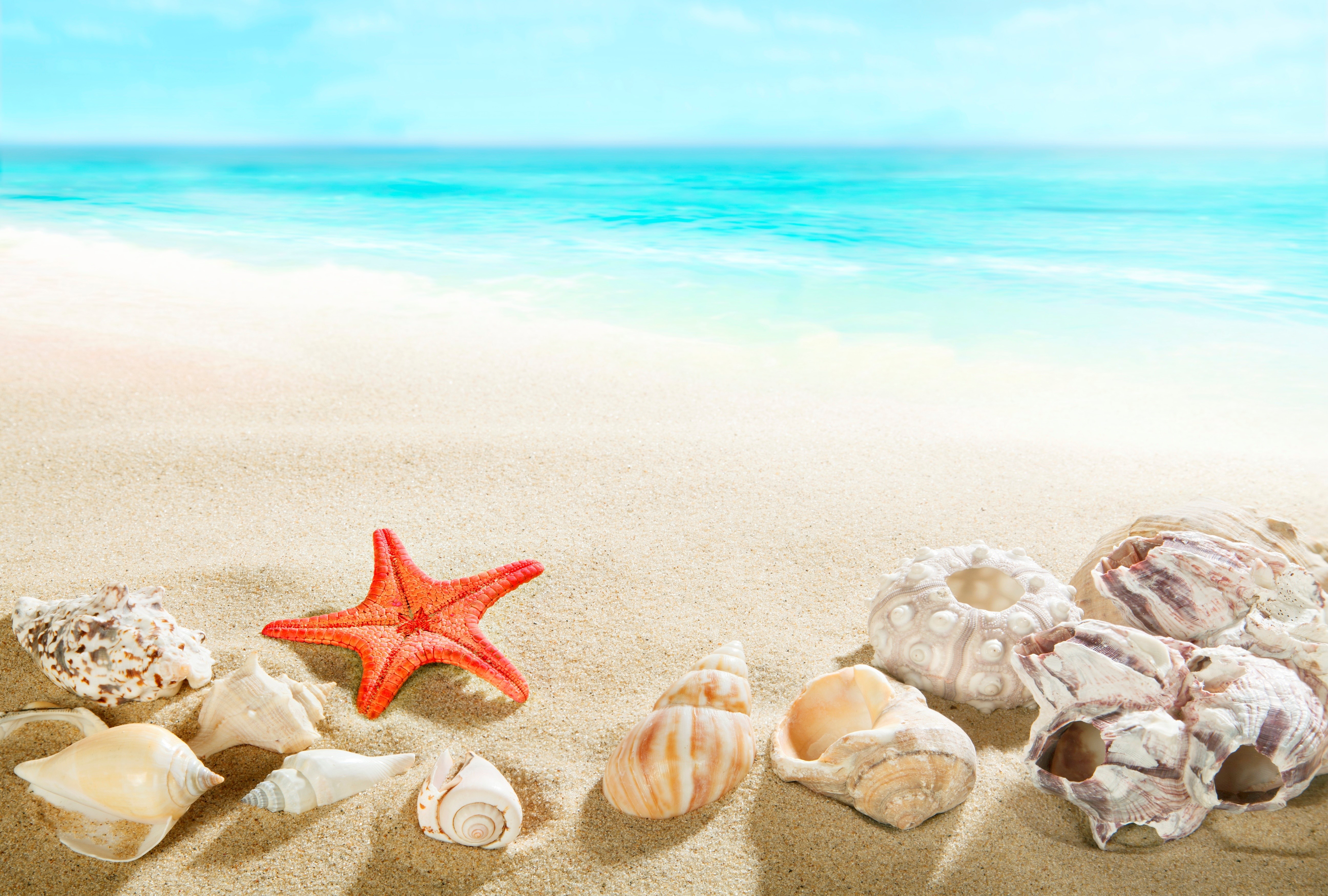 Starfish and Shells on a Sandy Beach with Ocean HD Wallpaper