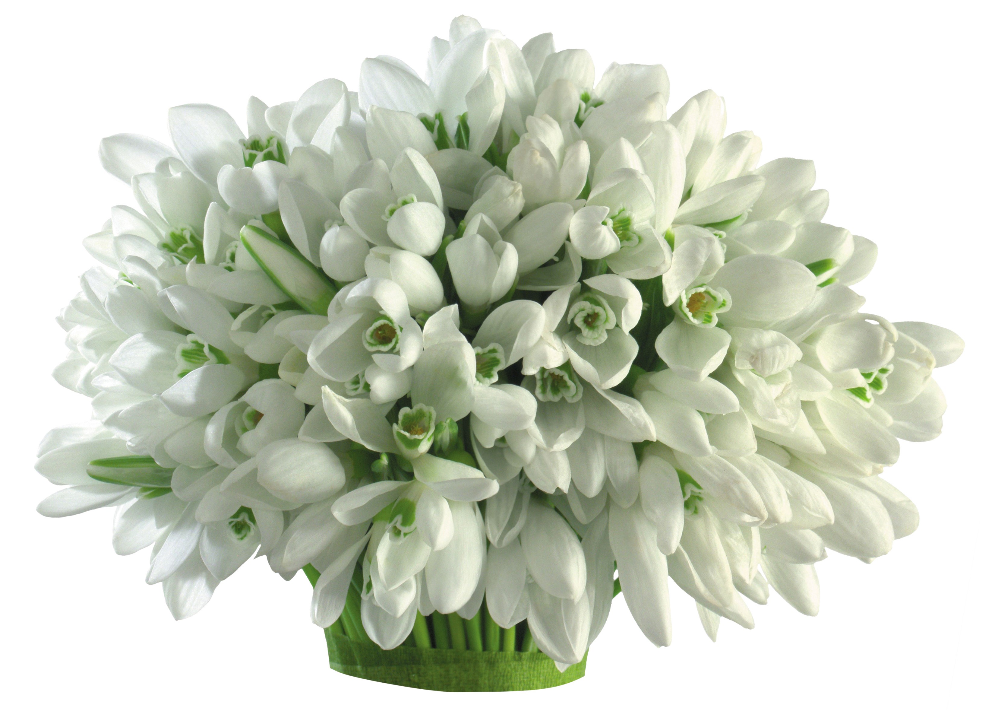 Bouquet of white snowdrops HD Wallpaper
