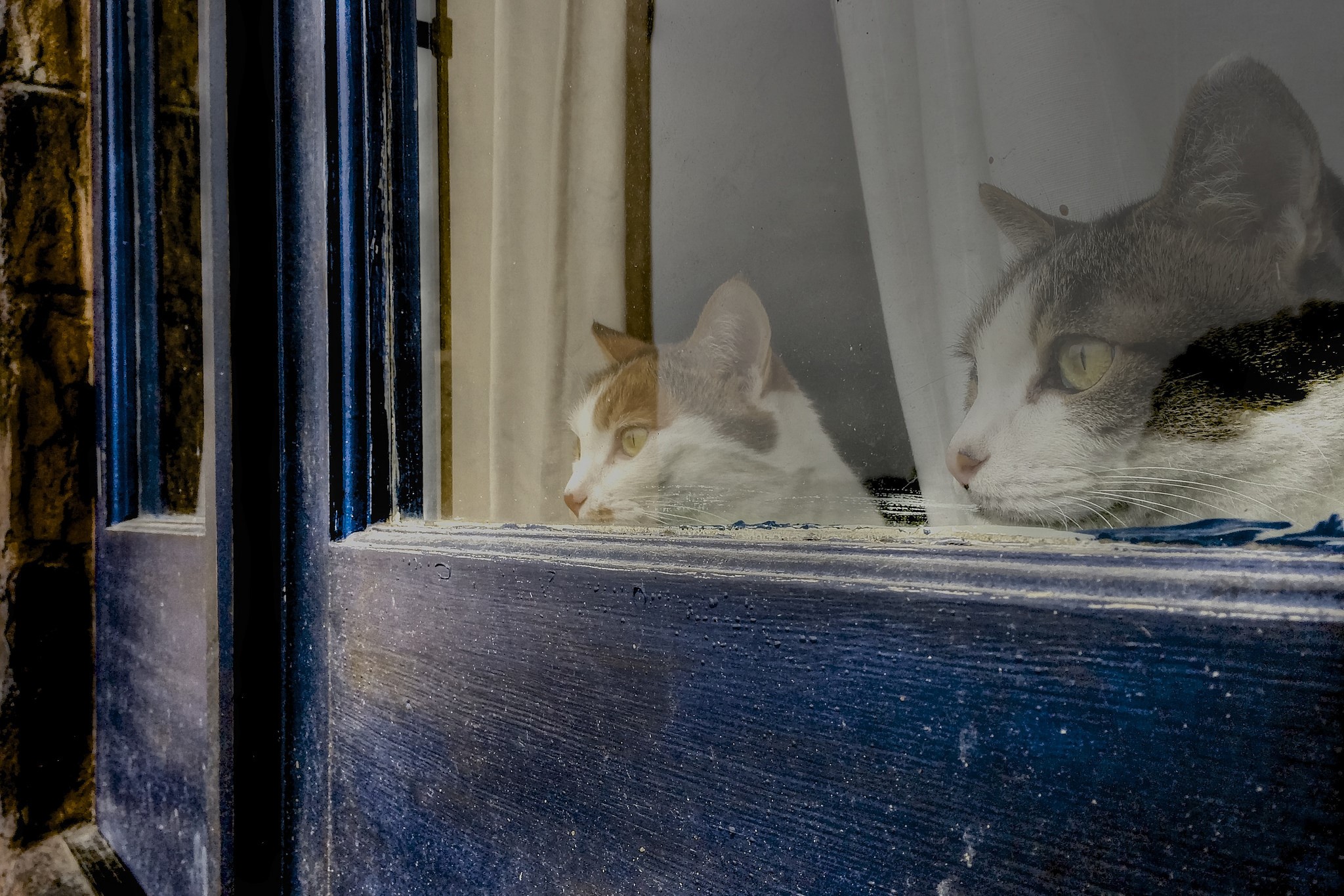 Two cats looking out a window HD Wallpaper