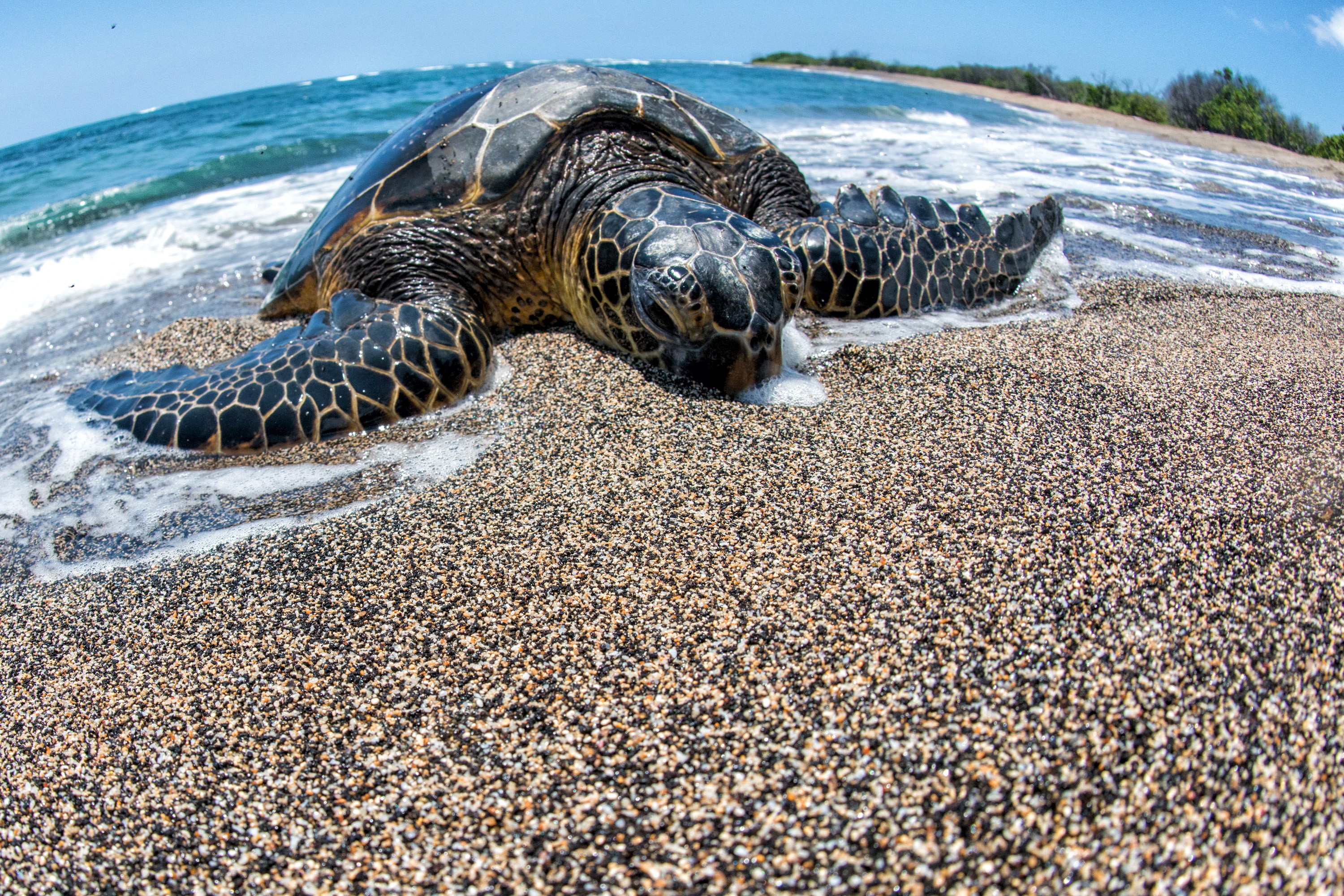 Sea turtle on a sandy beach with waves HD Wallpaper
