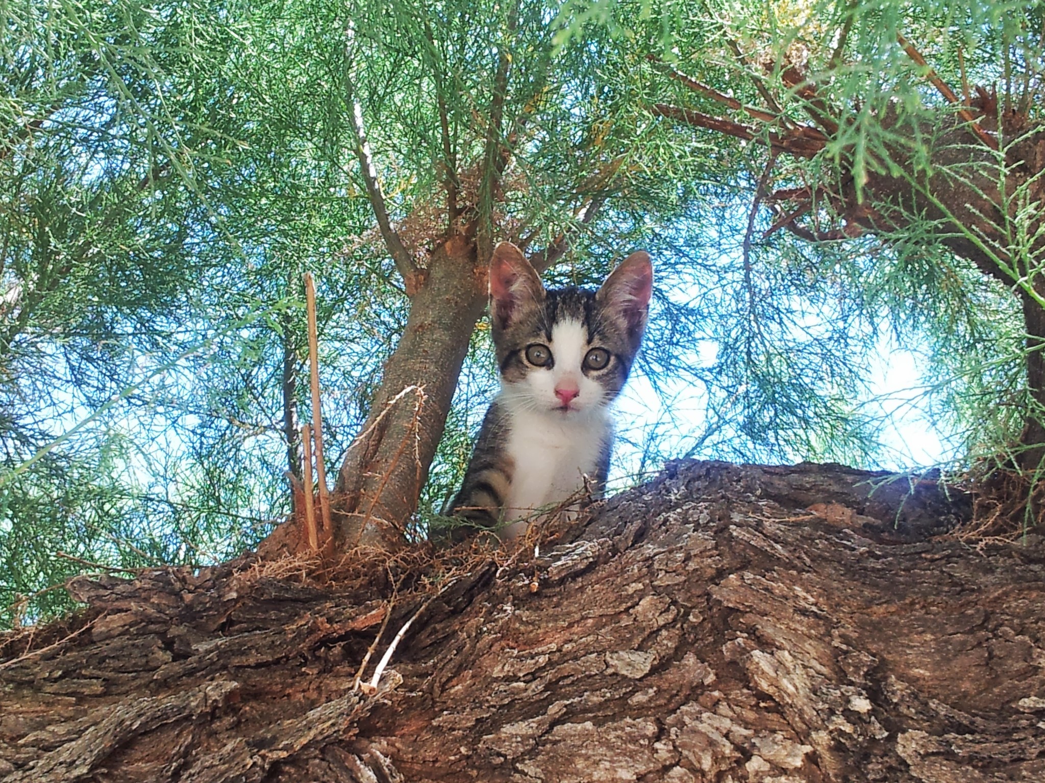 Kitten perched on a tree trunk looking down HD Wallpaper