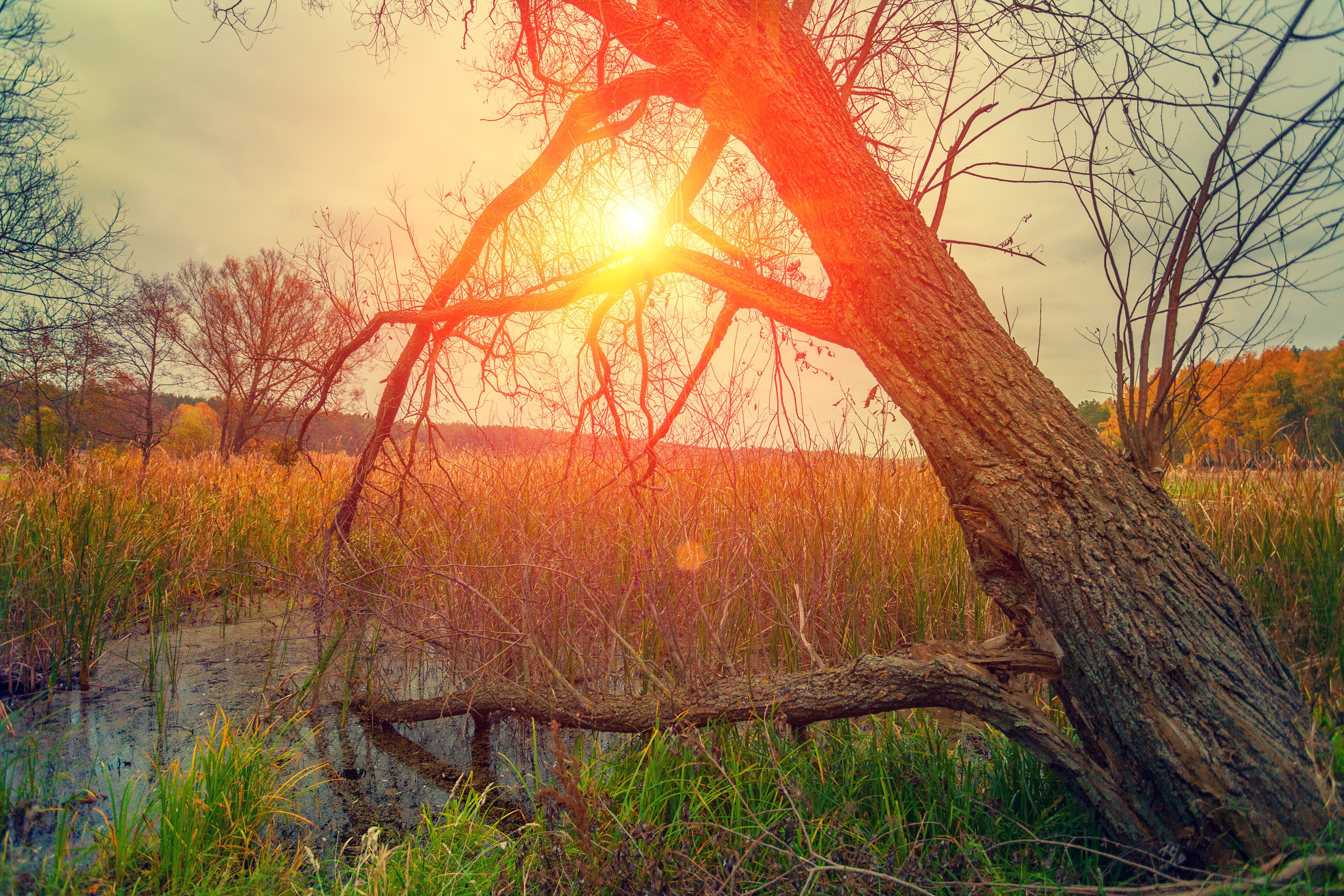 Sun setting over a swamp with a fallen tree HD Wallpaper