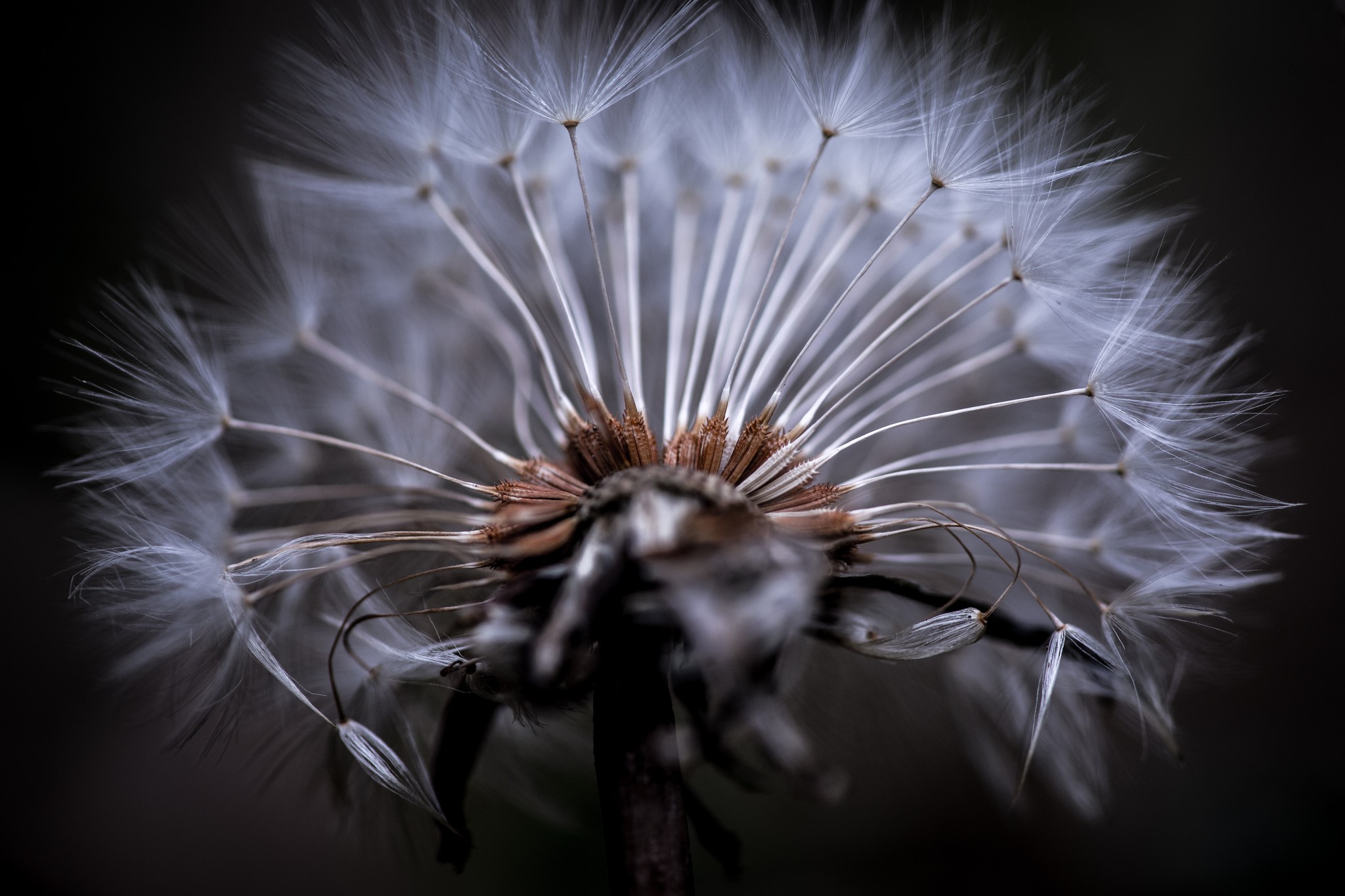 Macro shot of a dandelion seed head HD Wallpaper