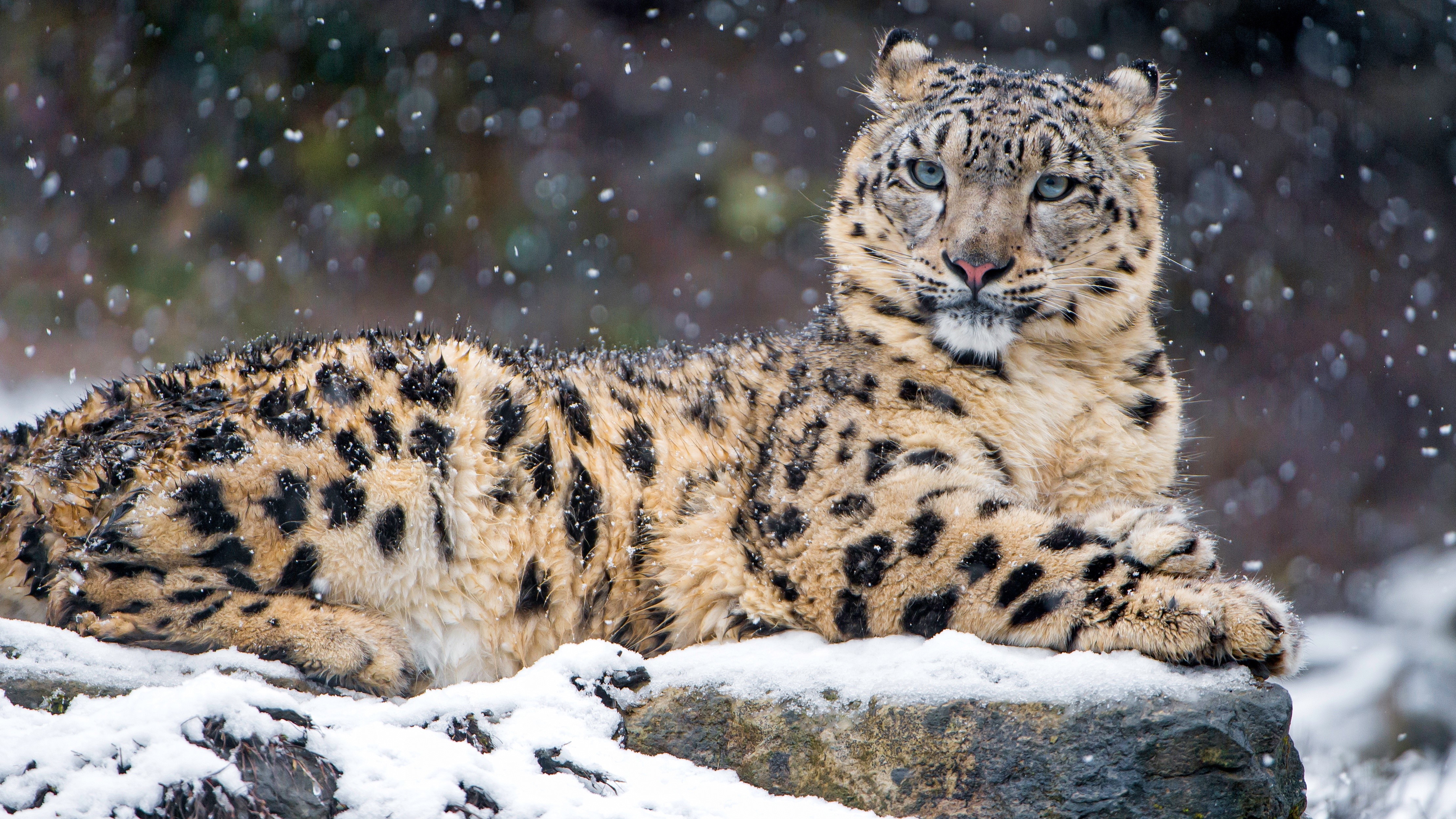 Snow leopard in snow HD Wallpaper