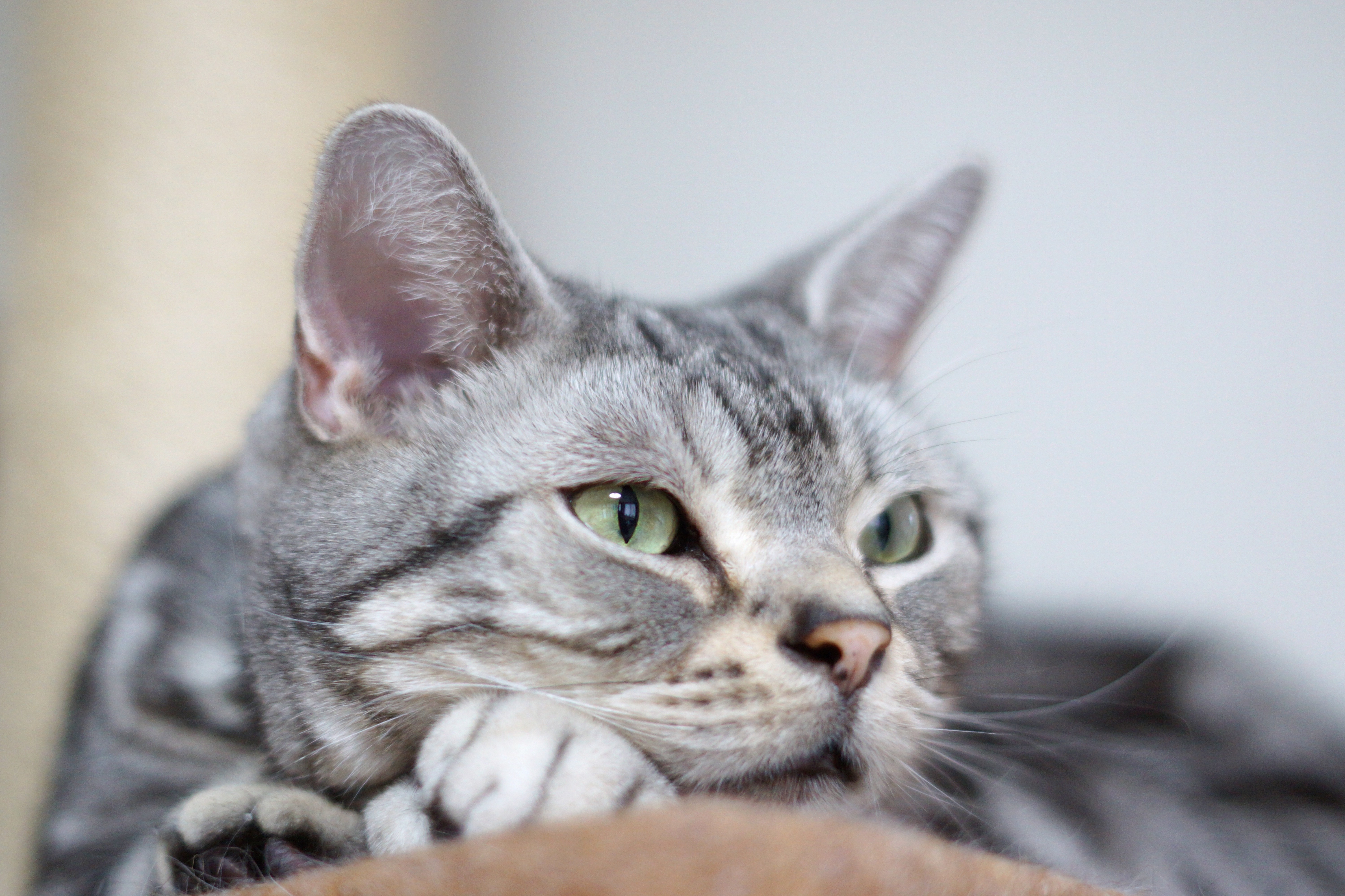 American Shorthair Cat Closeup HD Wallpaper