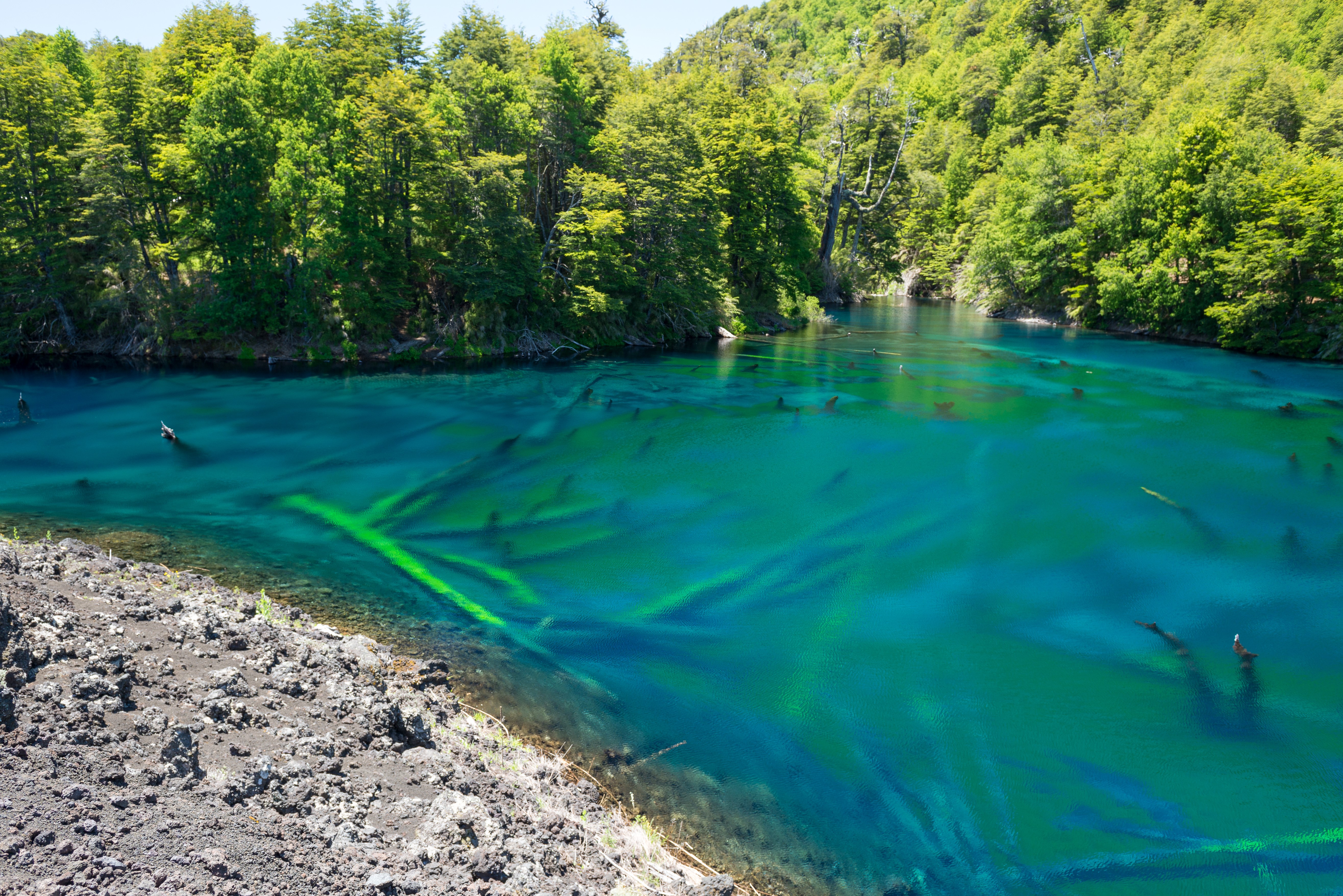 Conguillio National Park, Chile: Turquoise Lake with Submerged Trees HD Wallpaper