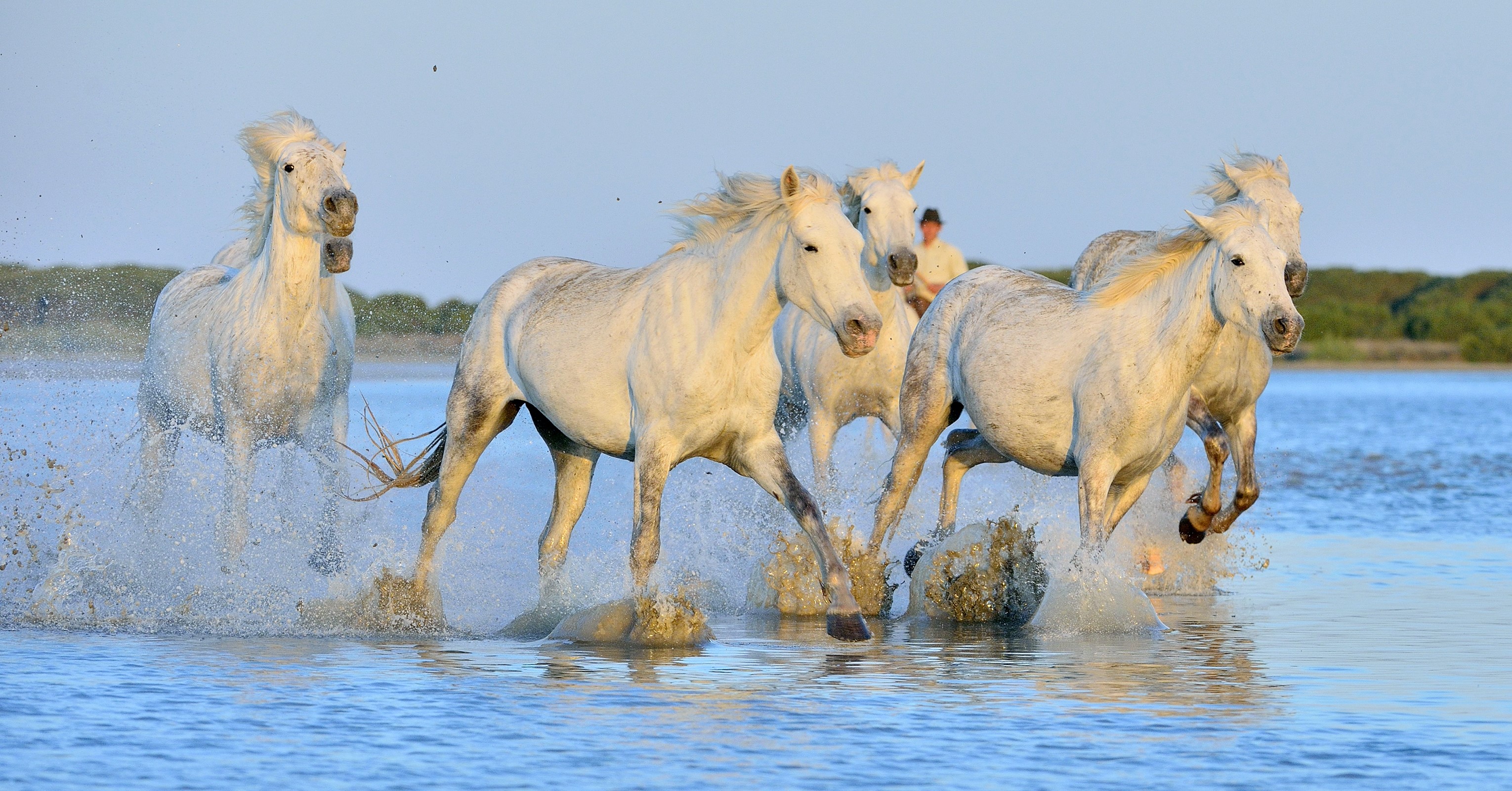White horses running through water HD Wallpaper